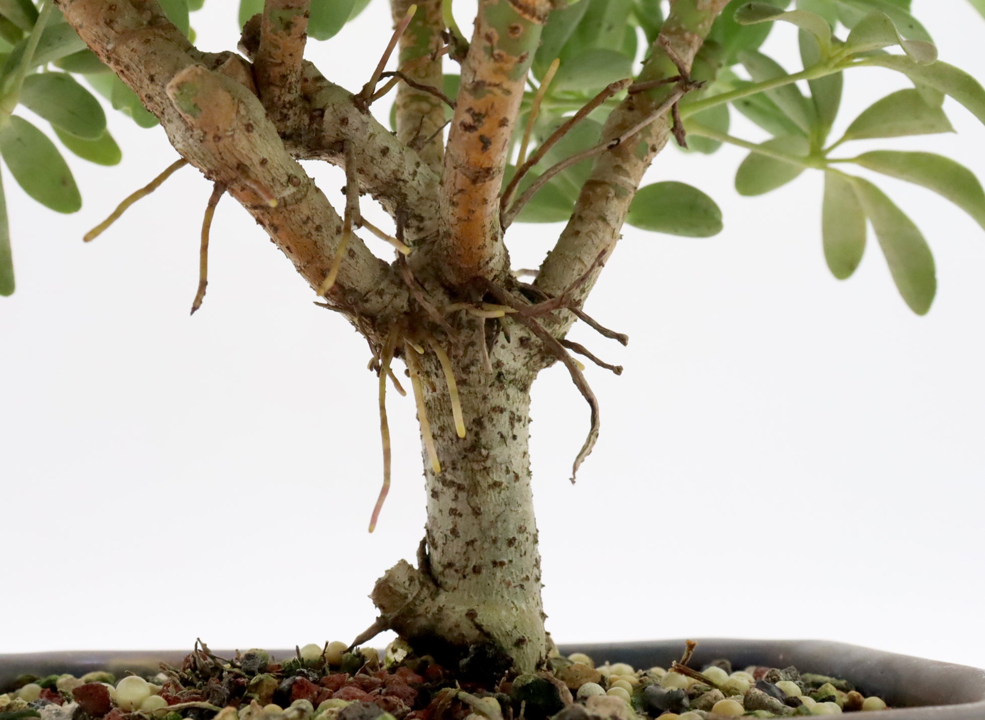 dwarf schefflera arboricola bonsai Assorted Schefflera arboricola Starter Bonsai Trees