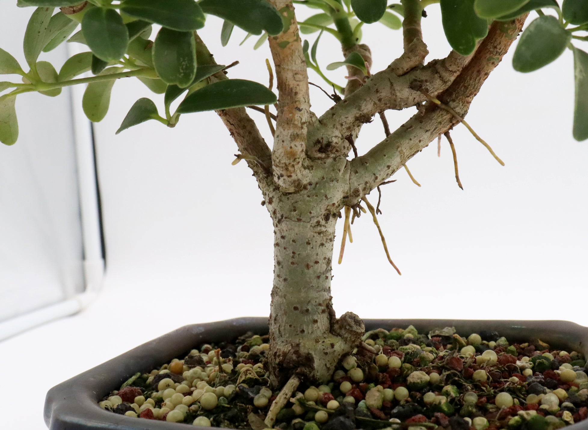 schefflera arboricola bonsai for sale Assorted Schefflera arboricola Starter Bonsai Trees