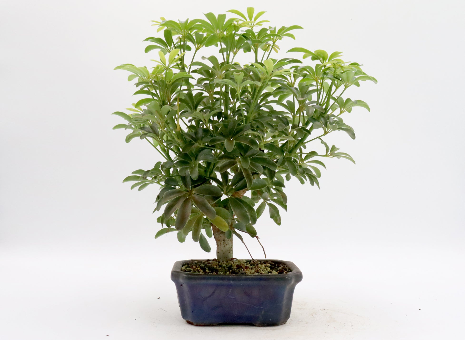 schefflera arboricola bonsai entretien Assorted Schefflera arboricola Starter Bonsai Trees