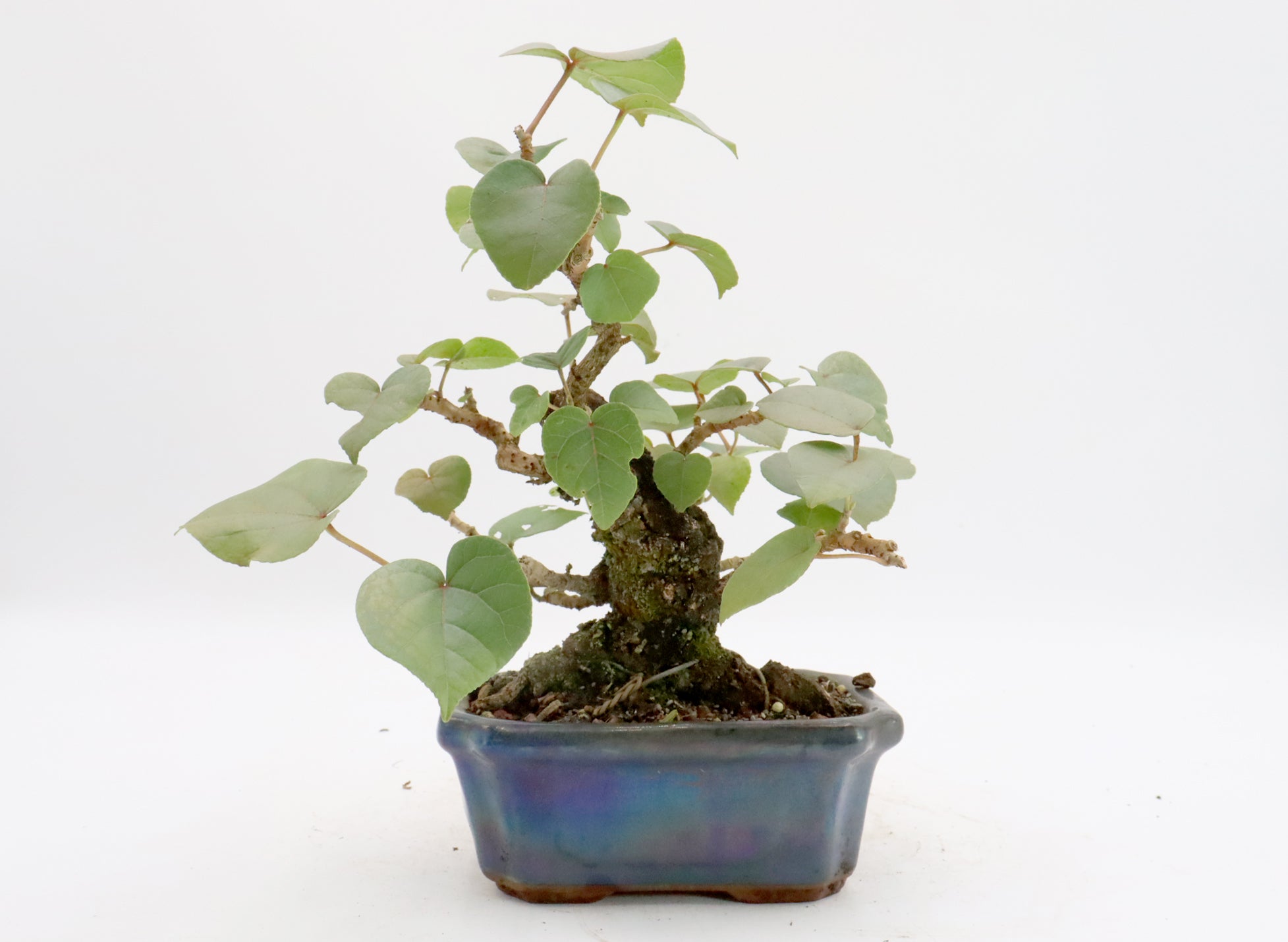 Sea Hibiscus in a Blue Glazed Container