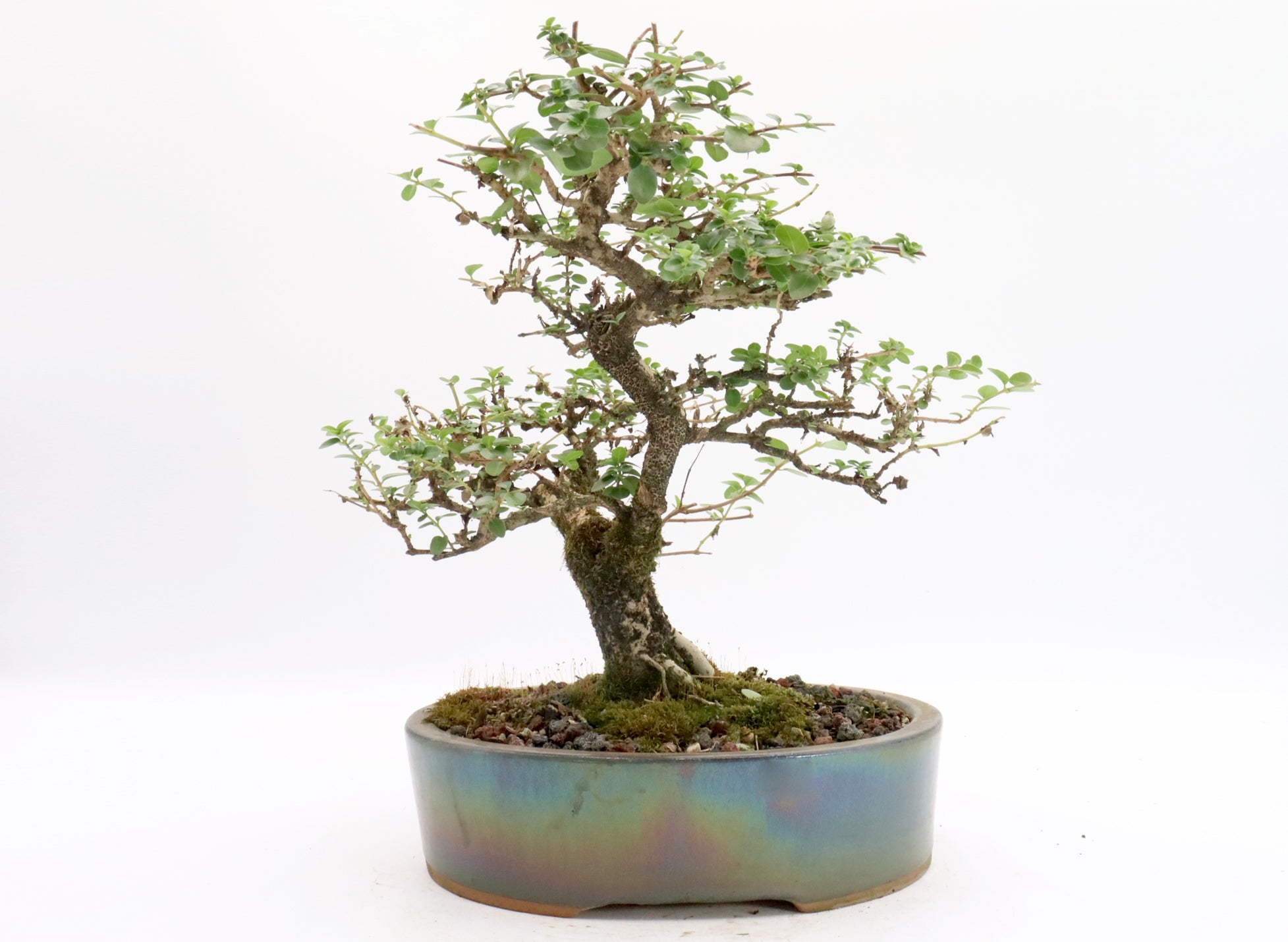 Premna Microphylla in a Glazed Container