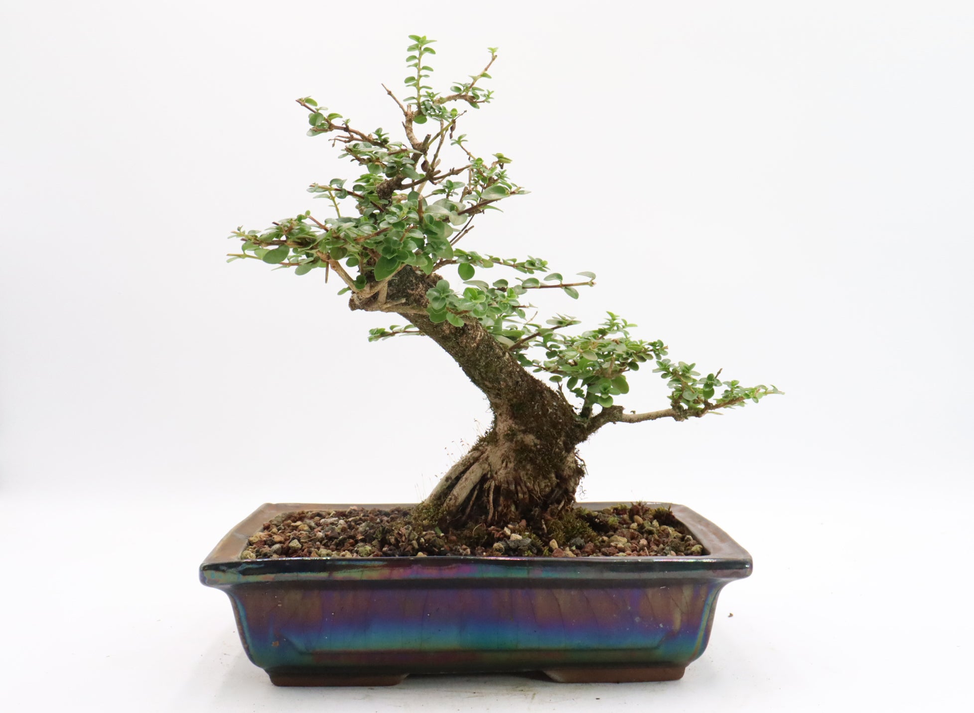 Premna Microphylla in a Glazed Container