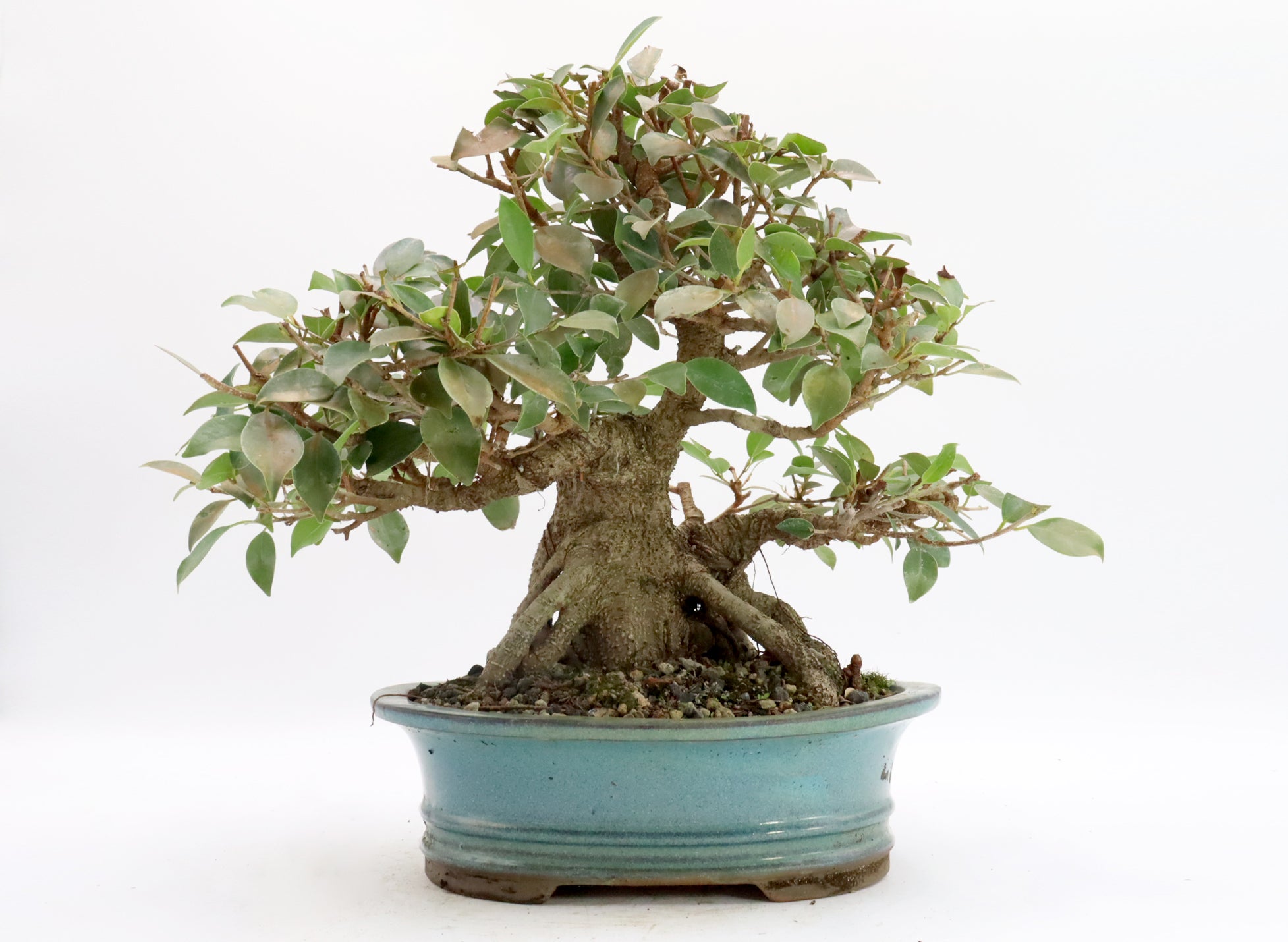 Ficus Microcarpa in a Glazed Bonsai Container