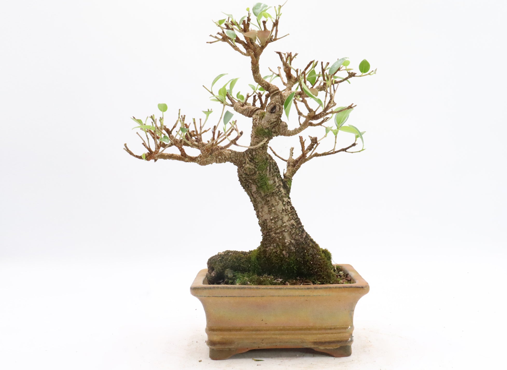 Tiger Bark Ficus in a Glazed Container