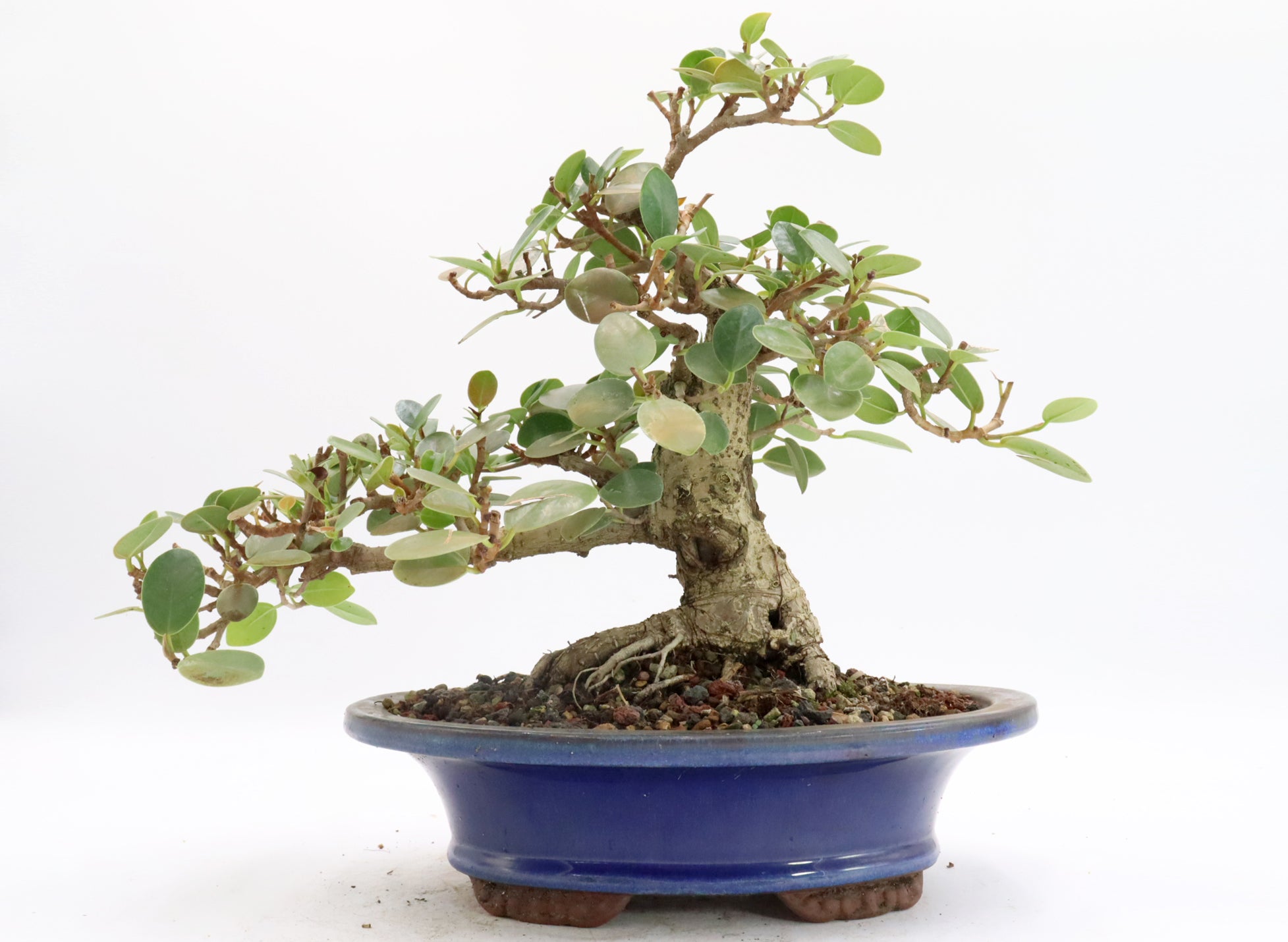 Green Island Ficus in a Glazed Bonsai Container