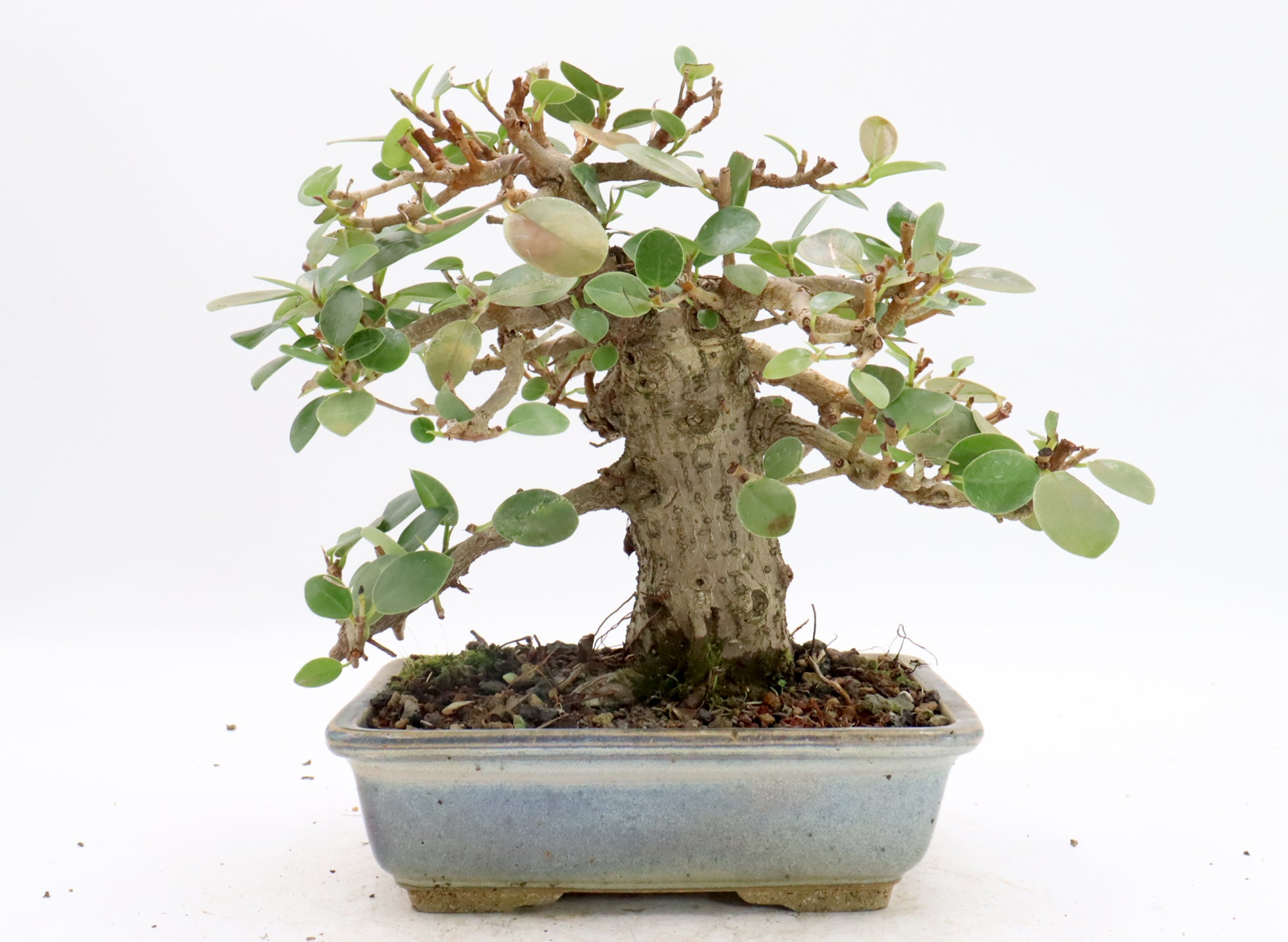 Green Island Ficus in a Glazed Jepson Container