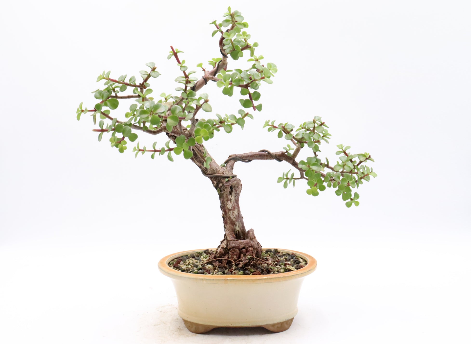 Mini Jade Starter Bonsai in a Glazed Container