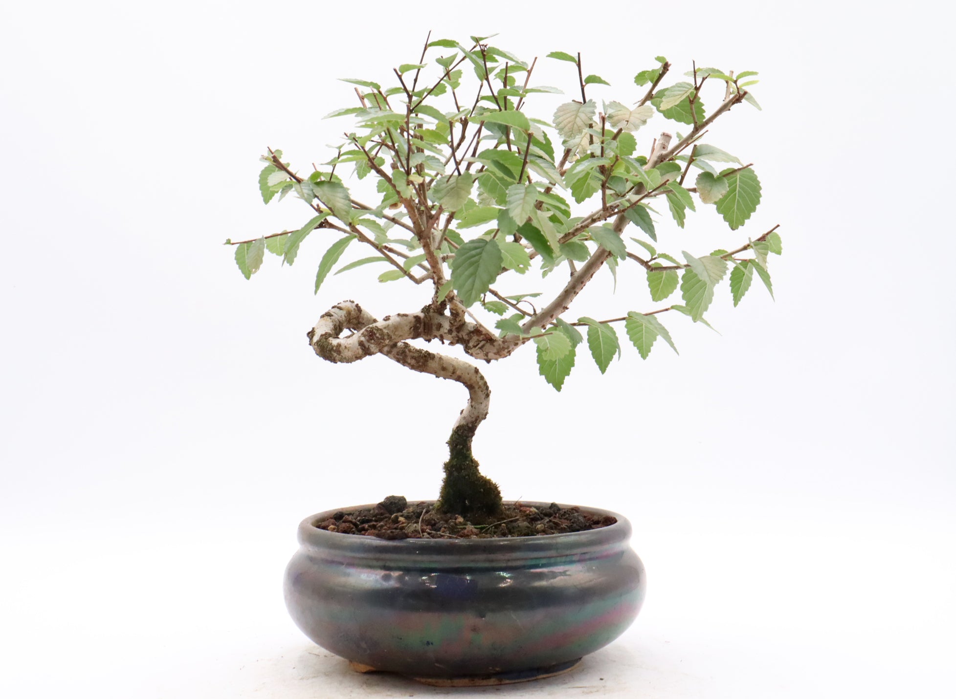 Zelkova Serrata Starter Bonsai in a Round Glazed Container