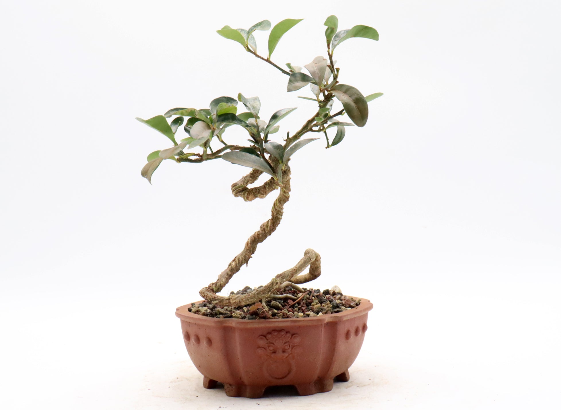 Hong Kong Kumquat in an Exhibition Quality Container