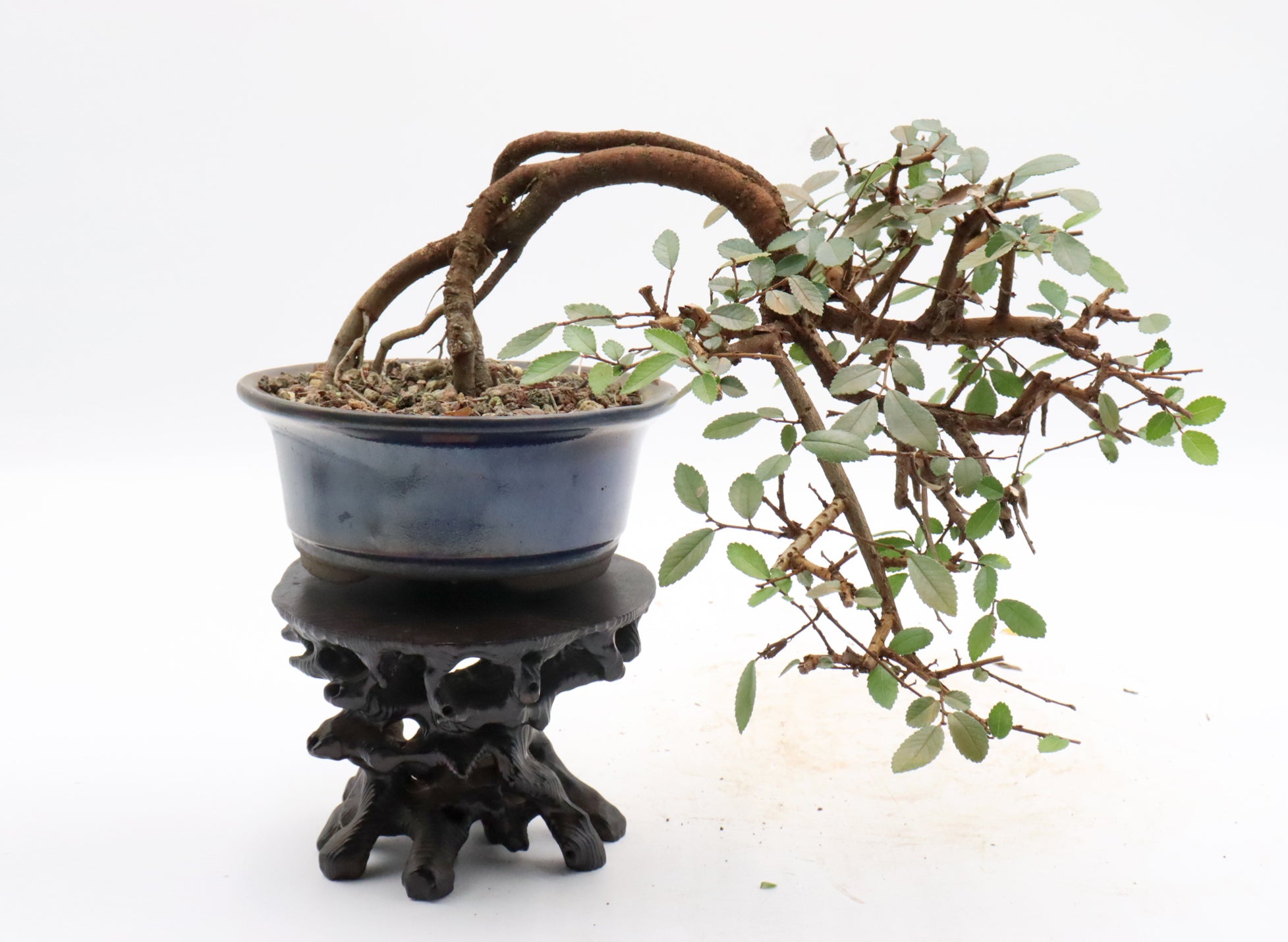 Chinese Elm Semi-Cascade in a Round Glazed Container