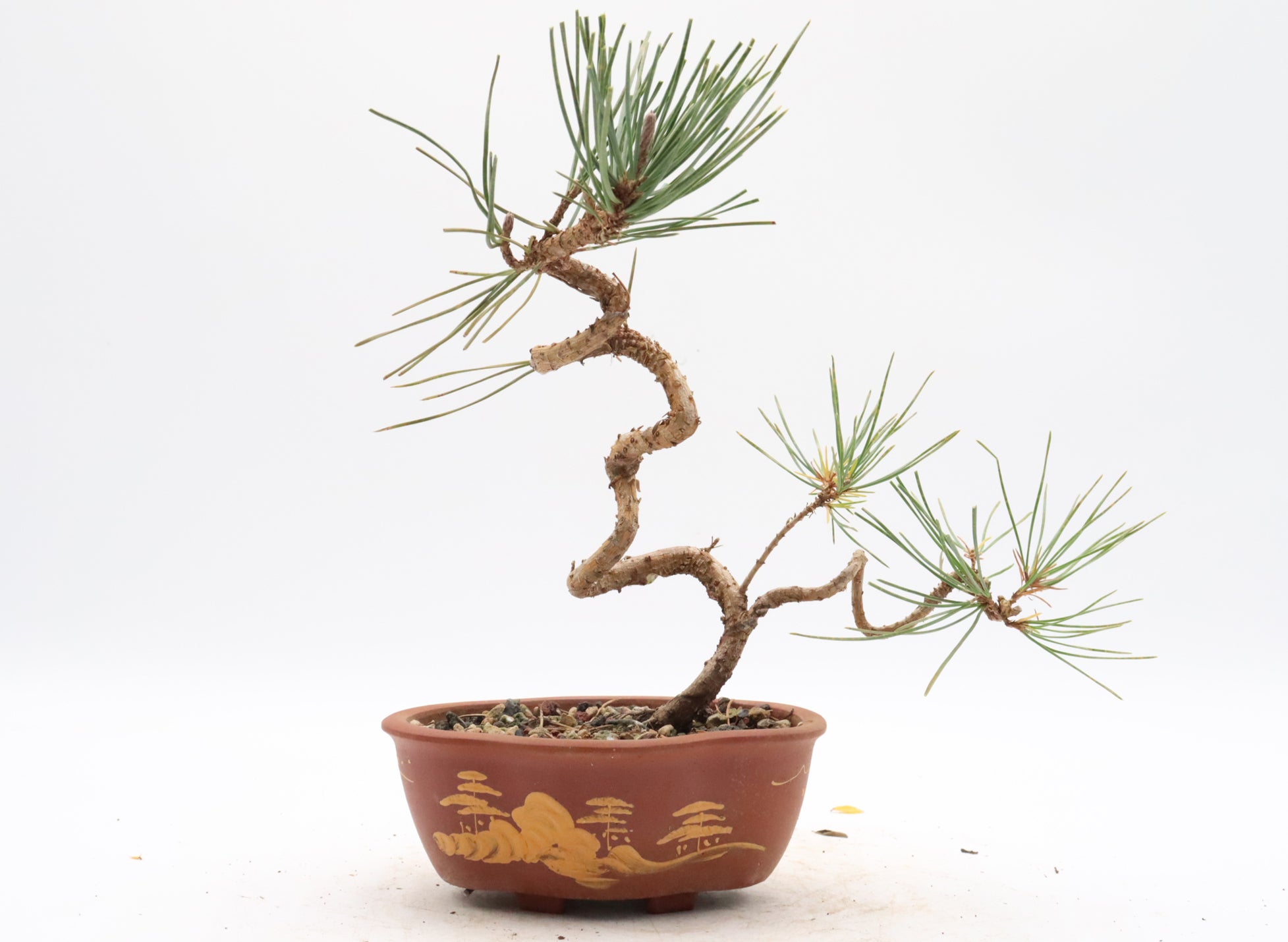 Japanese Black Pine in an Unglazed Yixing Container