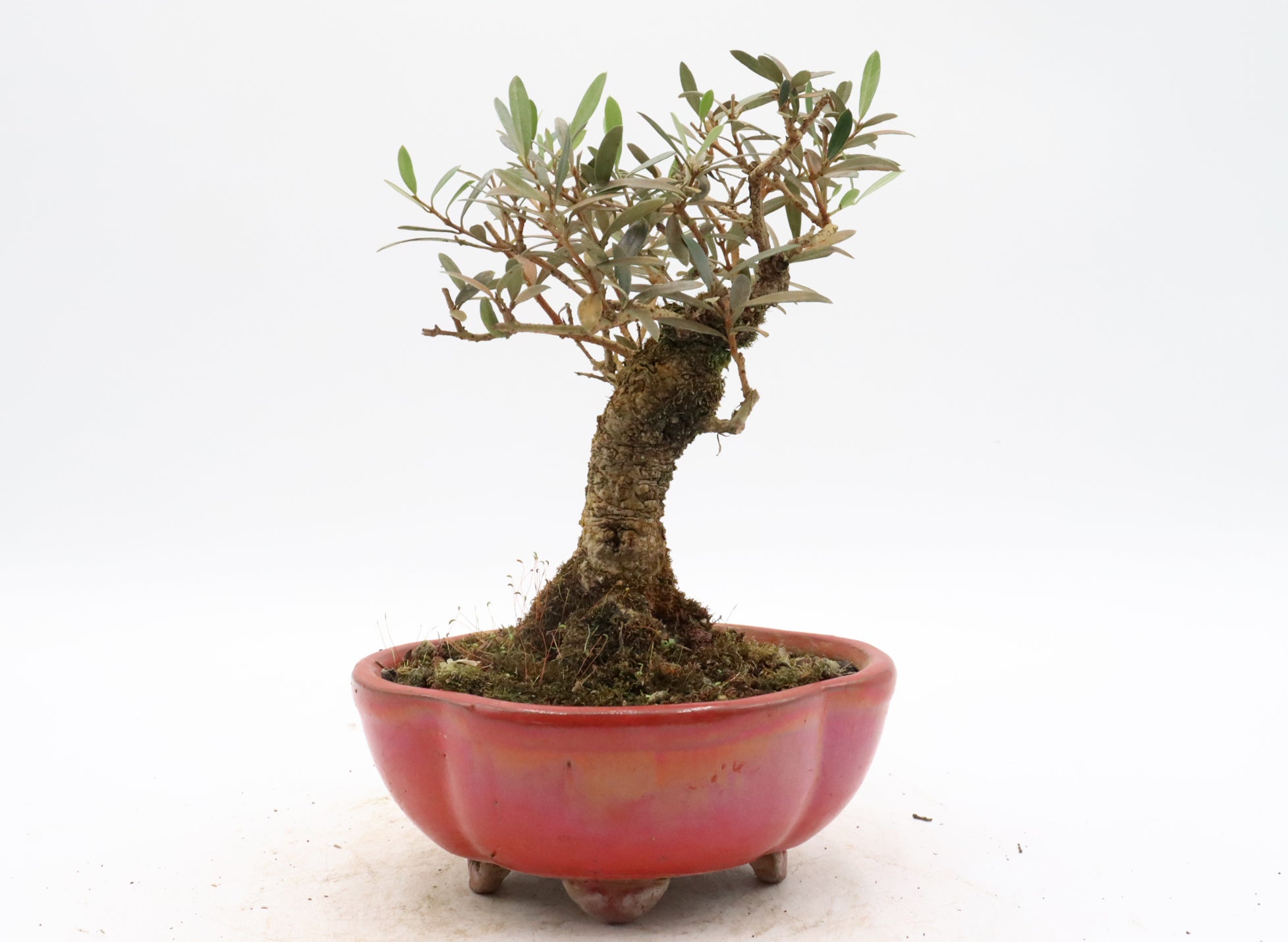 European Olive in a Red Glazed Container