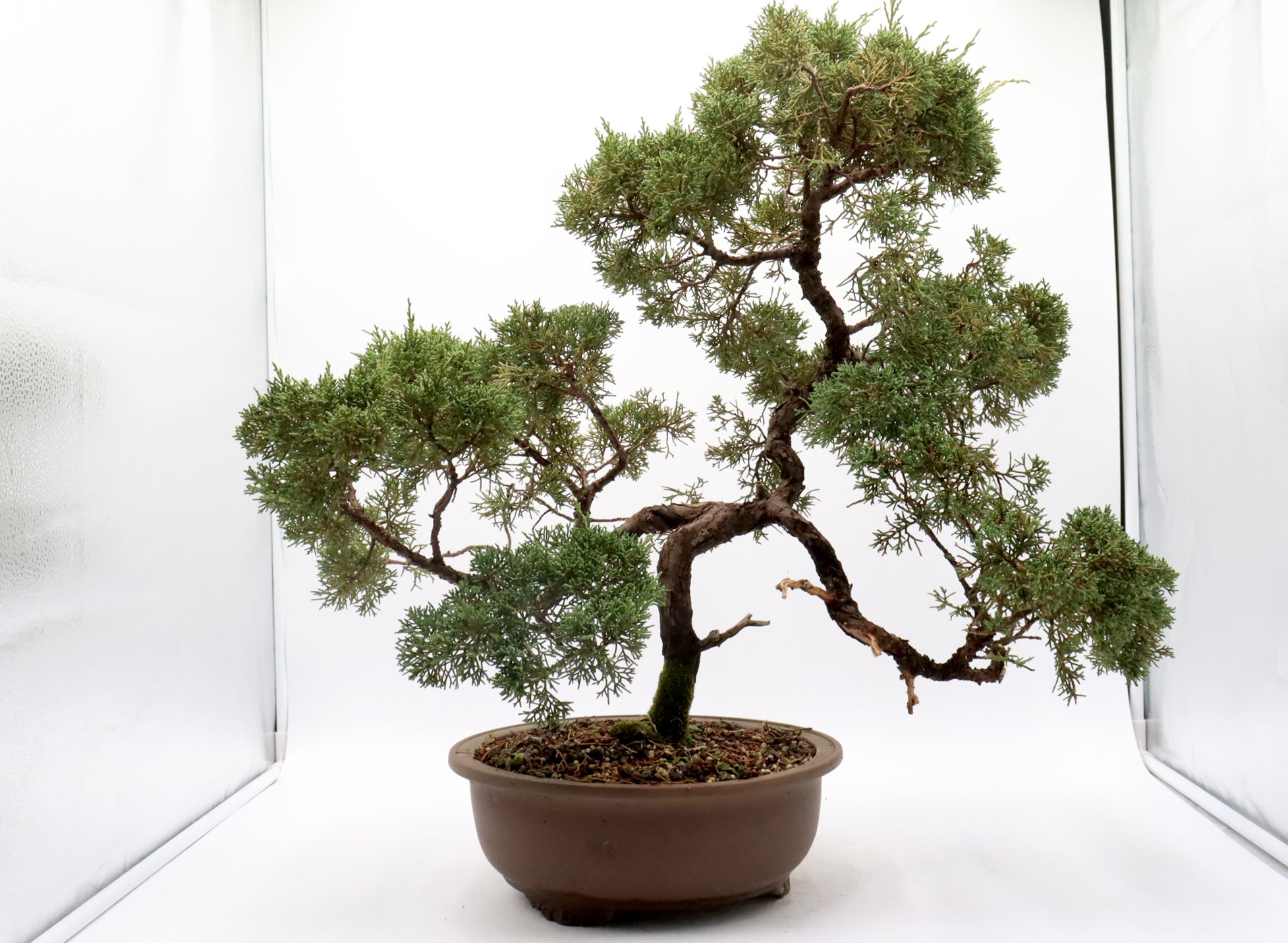 Kishu Shimpaku Juniper in an Unglazed Container