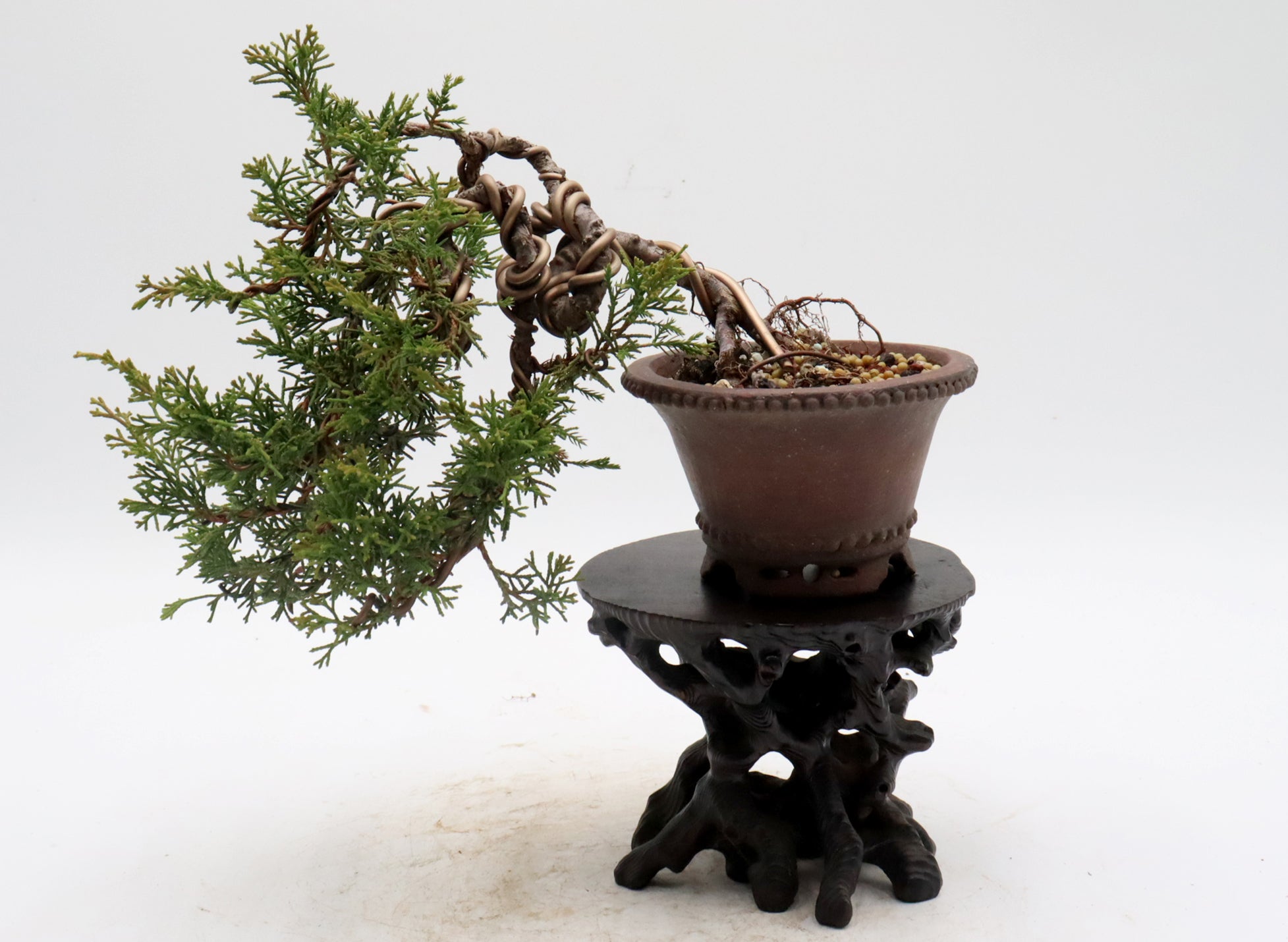 Itoigawa Juniper in a Japanese Signed Fusyu Pot