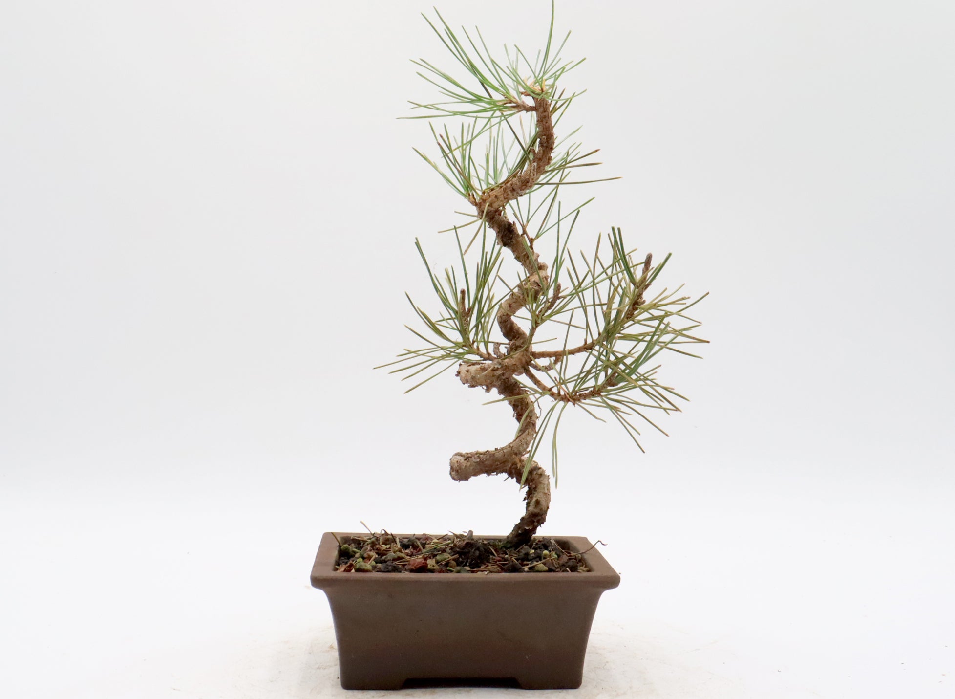 Japanese Black Pine in an Unglazed Container