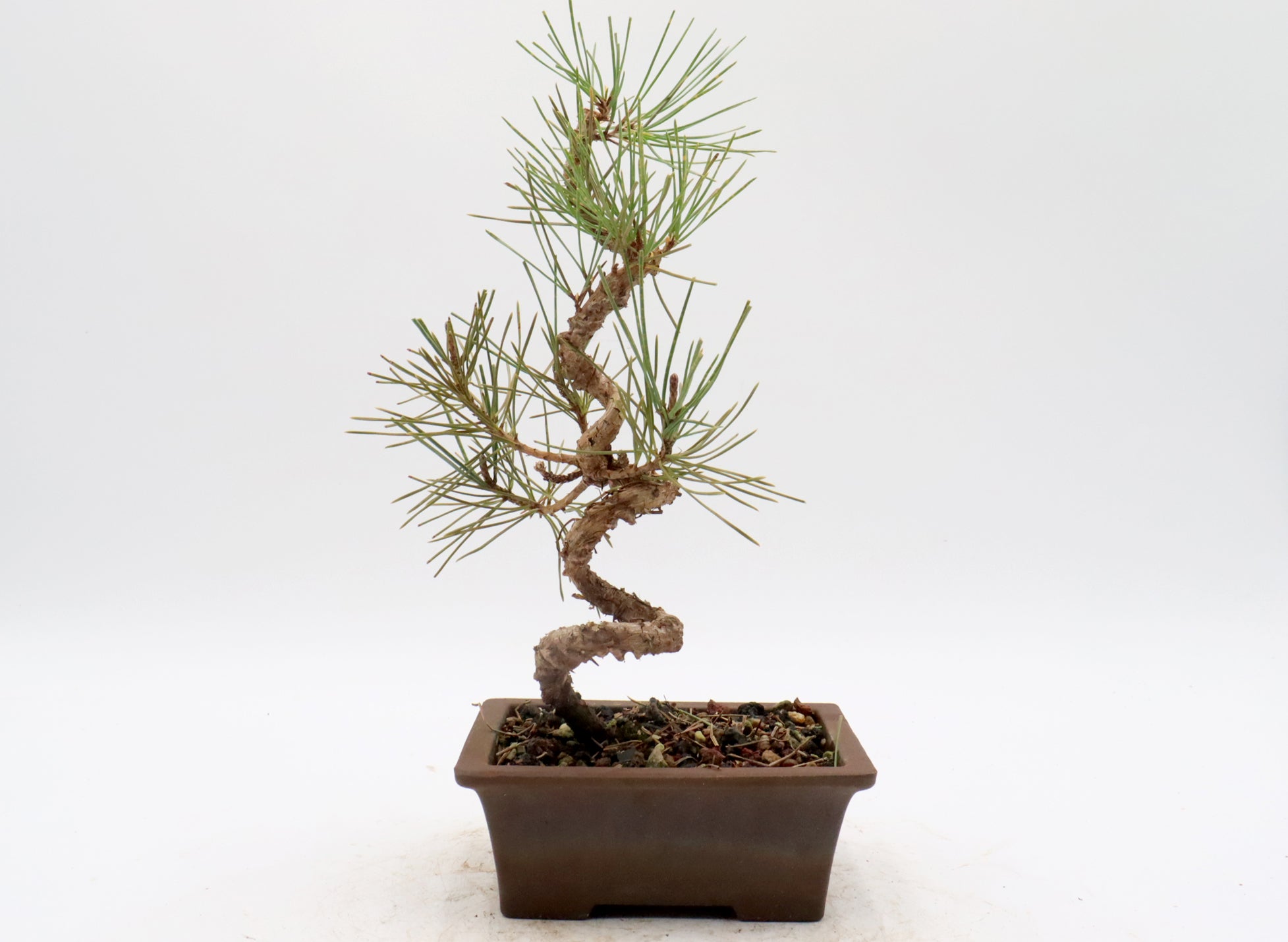 Japanese Black Pine in an Unglazed Container