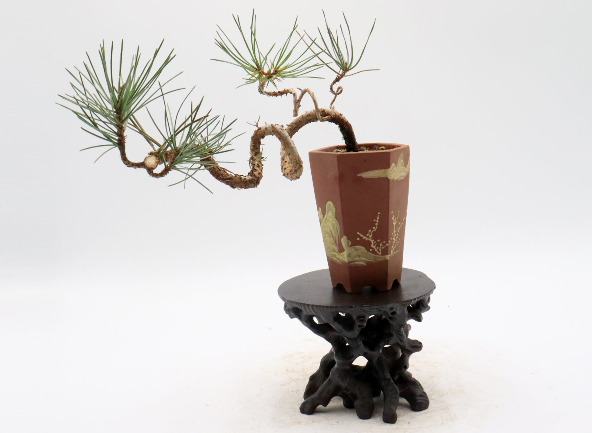 Japanese Black Pine in an Unglazed Yixing Container