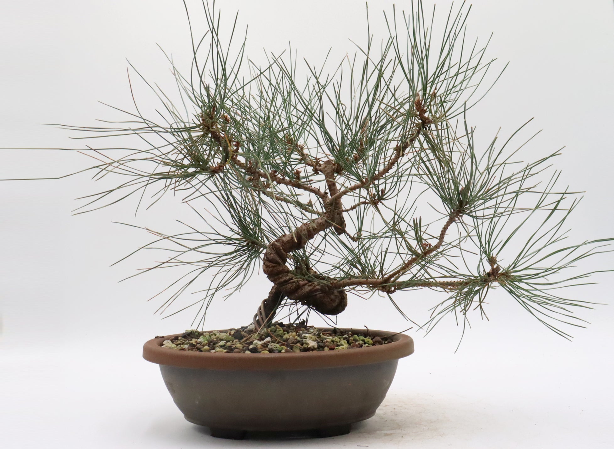 Japanese Black Pine in a Training Container