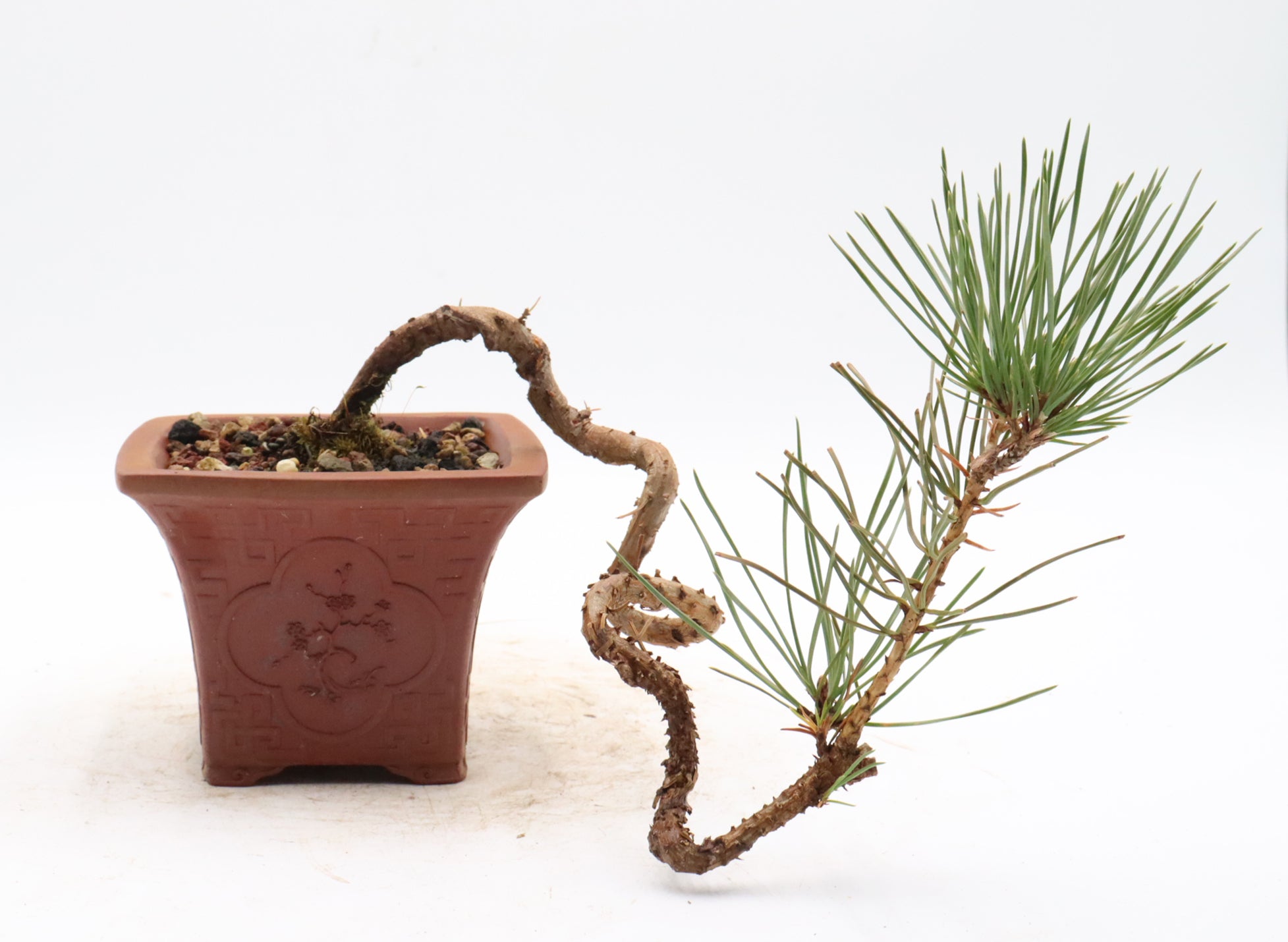 Japanese Black Pine in an Unglazed Yixing Container