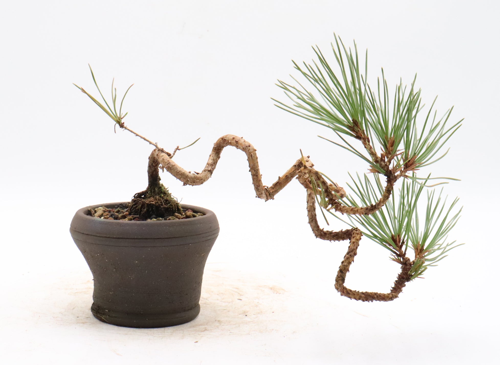 Japanese Black Pine in an Unglazed Millard Balfrey Container