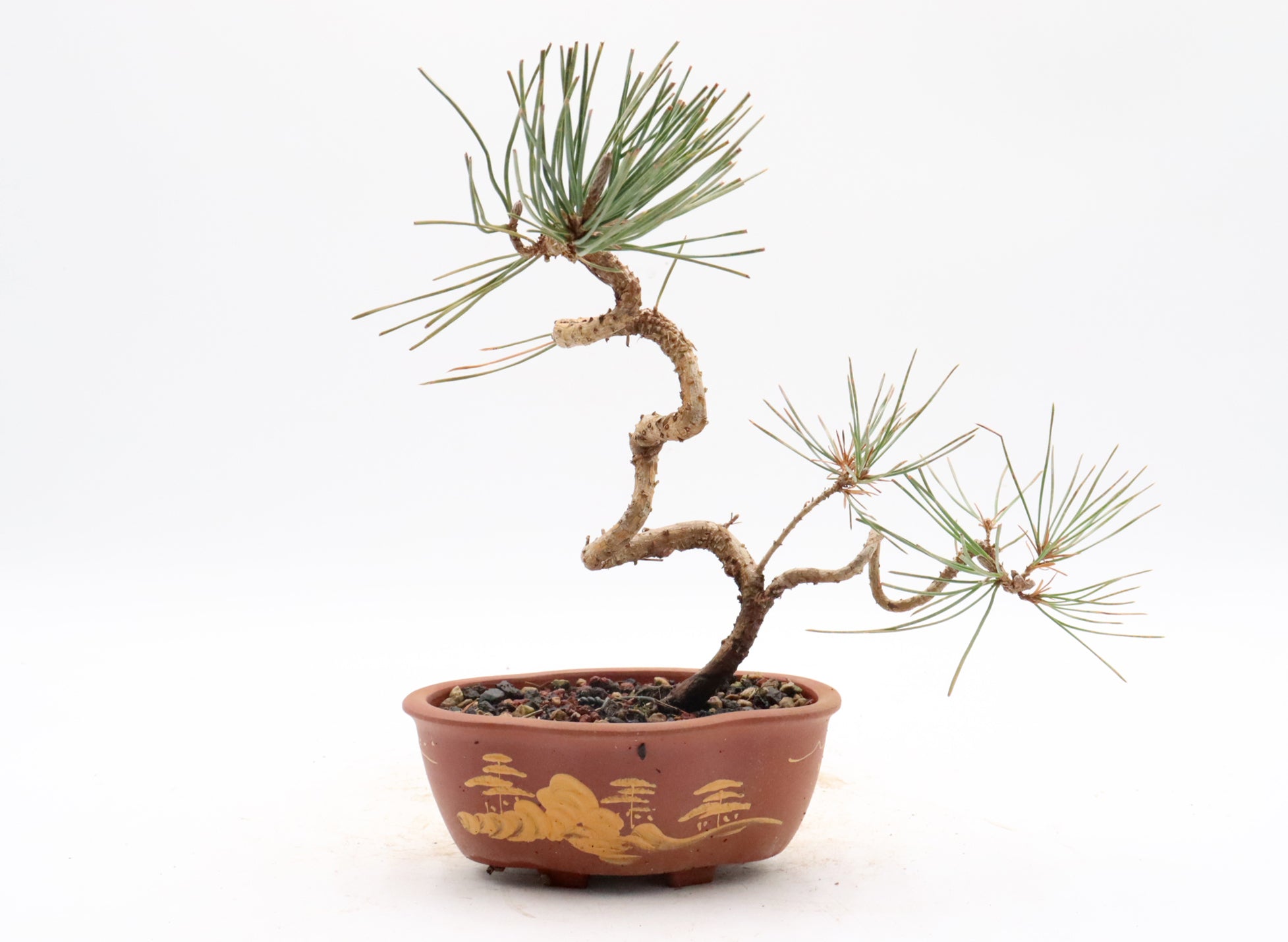 Japanese Black Pine in an Unglazed Yixing Container