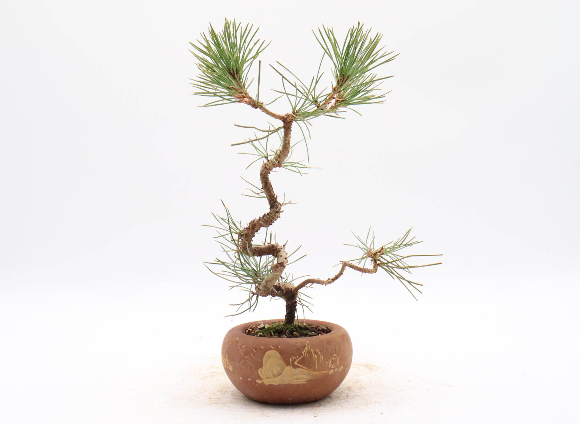 Japanese Black Pine in an Unglazed Yixing Container