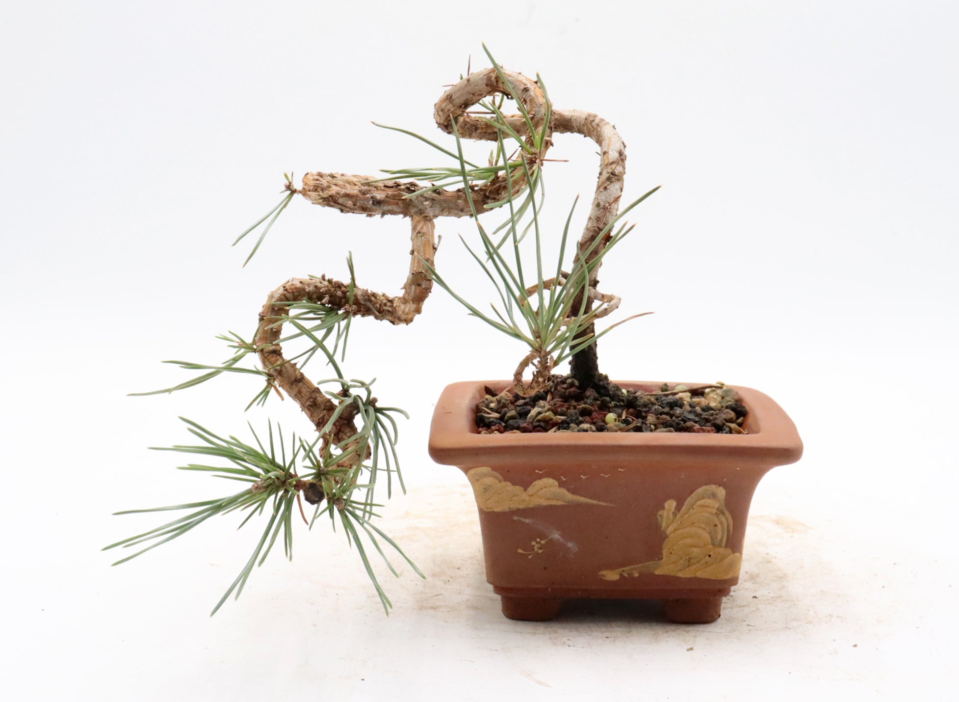 Japanese Black Pine in an Unglazed Yixing Container