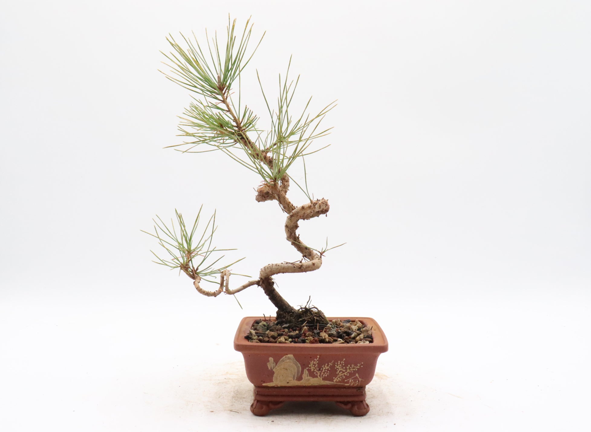 Japanese Black Pine in an Unglazed Container