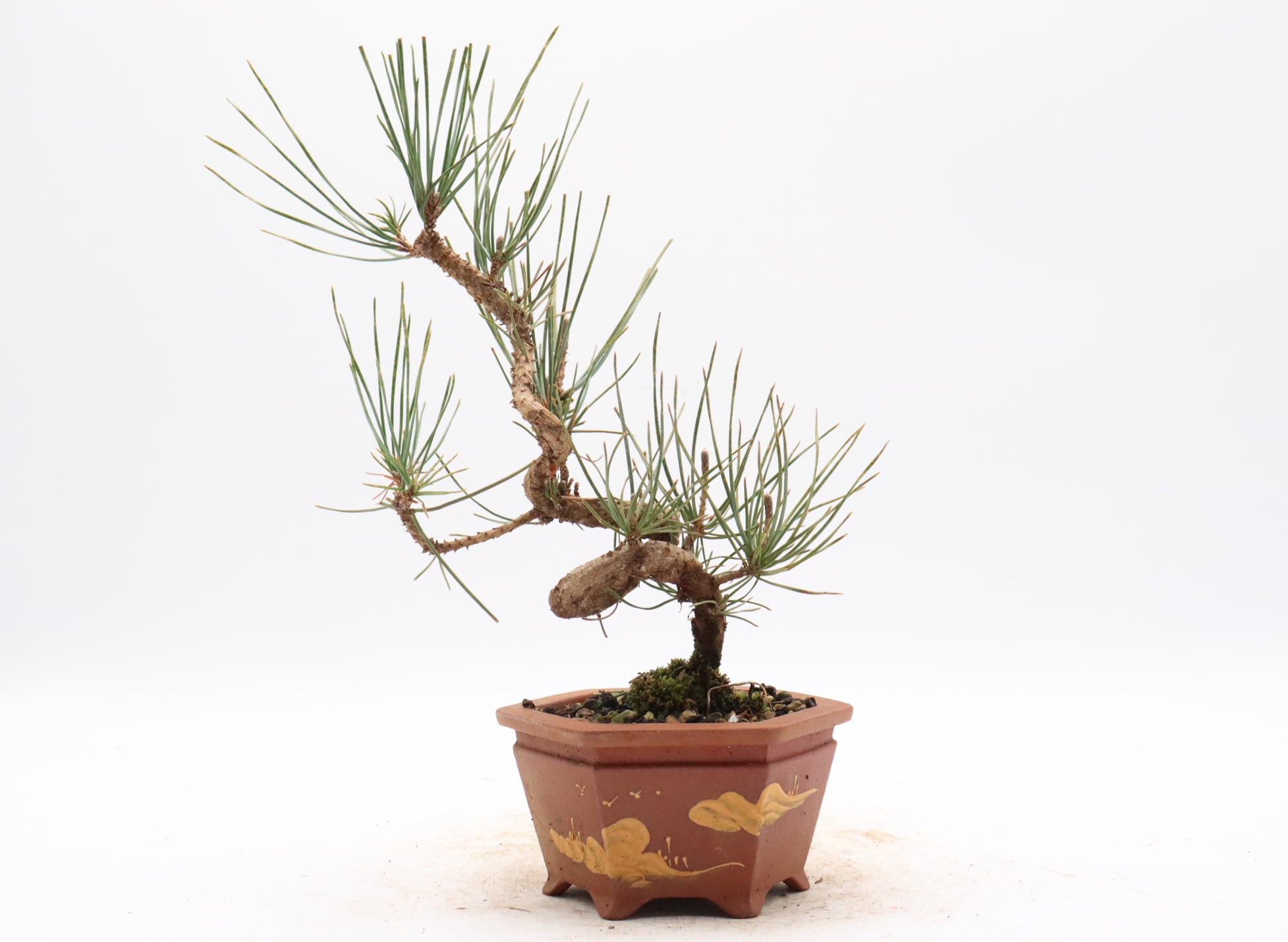 Japanese Black Pine in an Unglazed Container