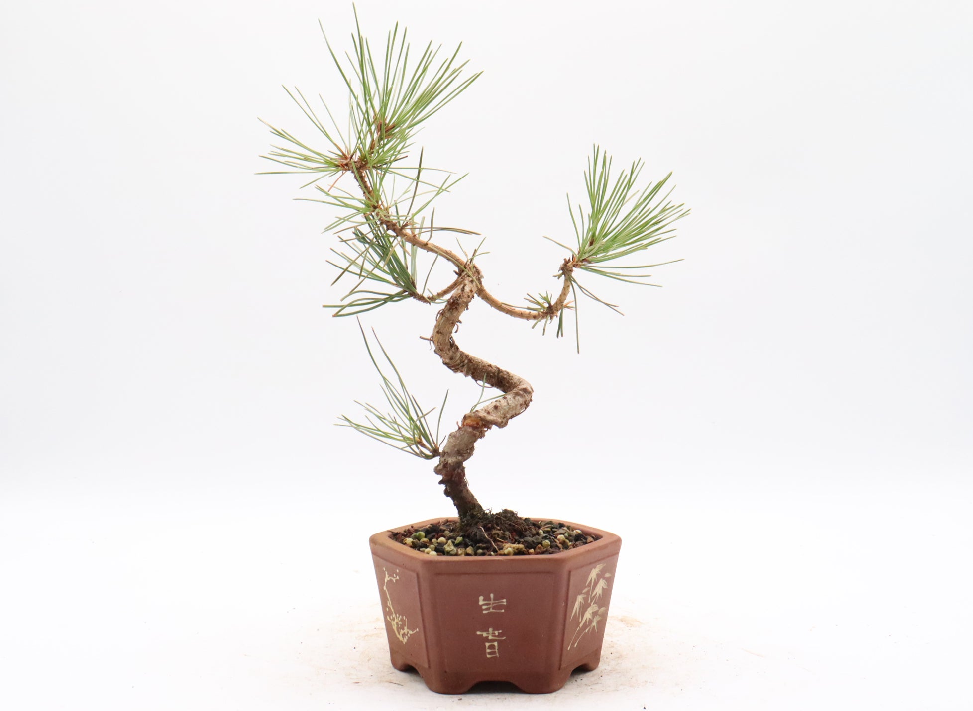 Japanese Black Pine in an Unglazed Container