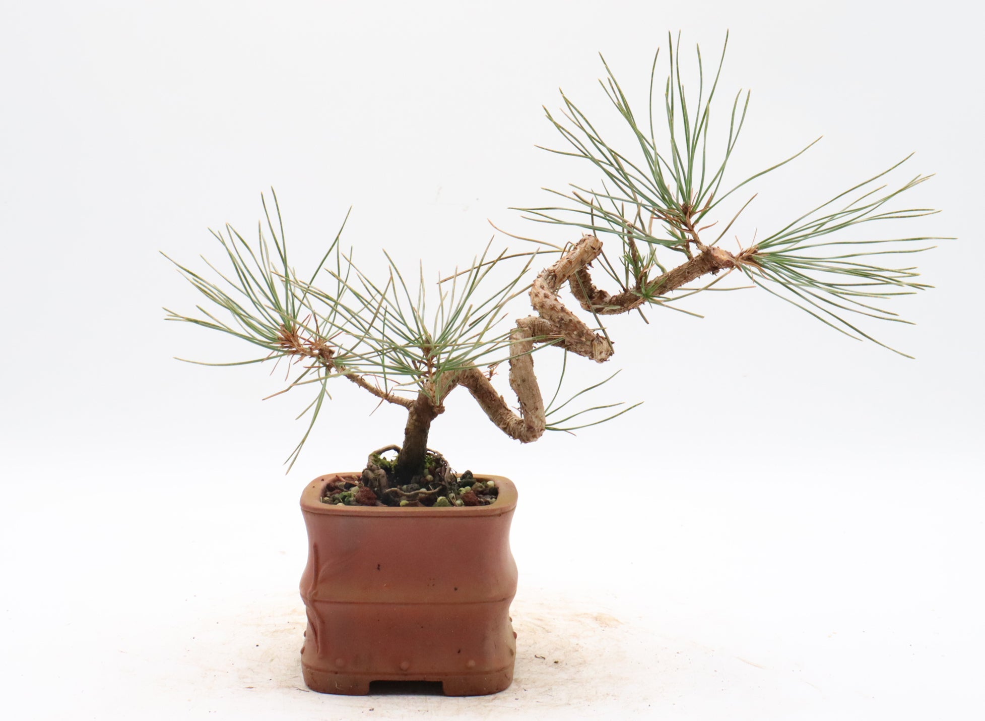 Japanese Black Pine in an Unglazed Container