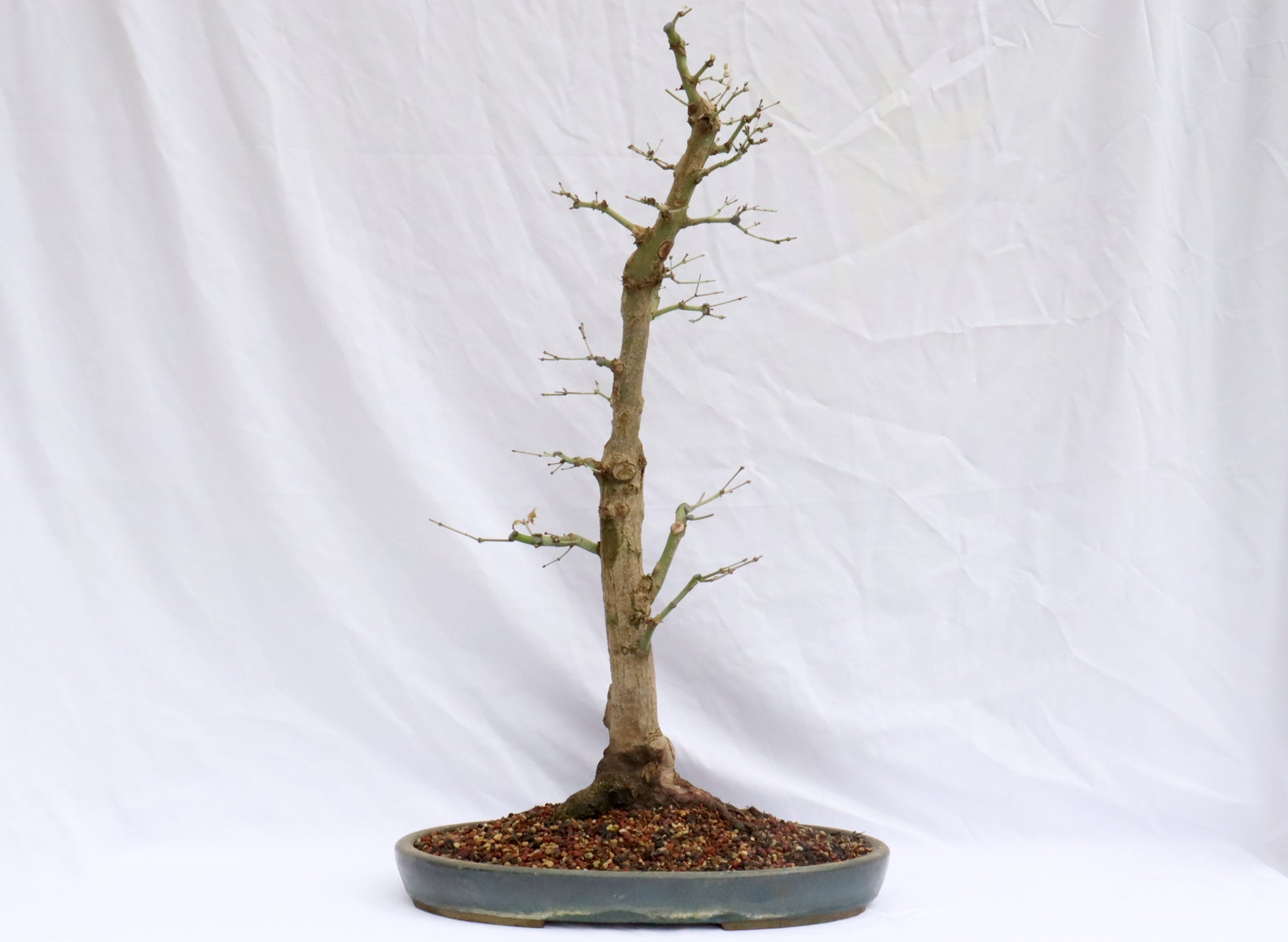 Large Japanese Maple (Started in 1989) Specimen Bonsai