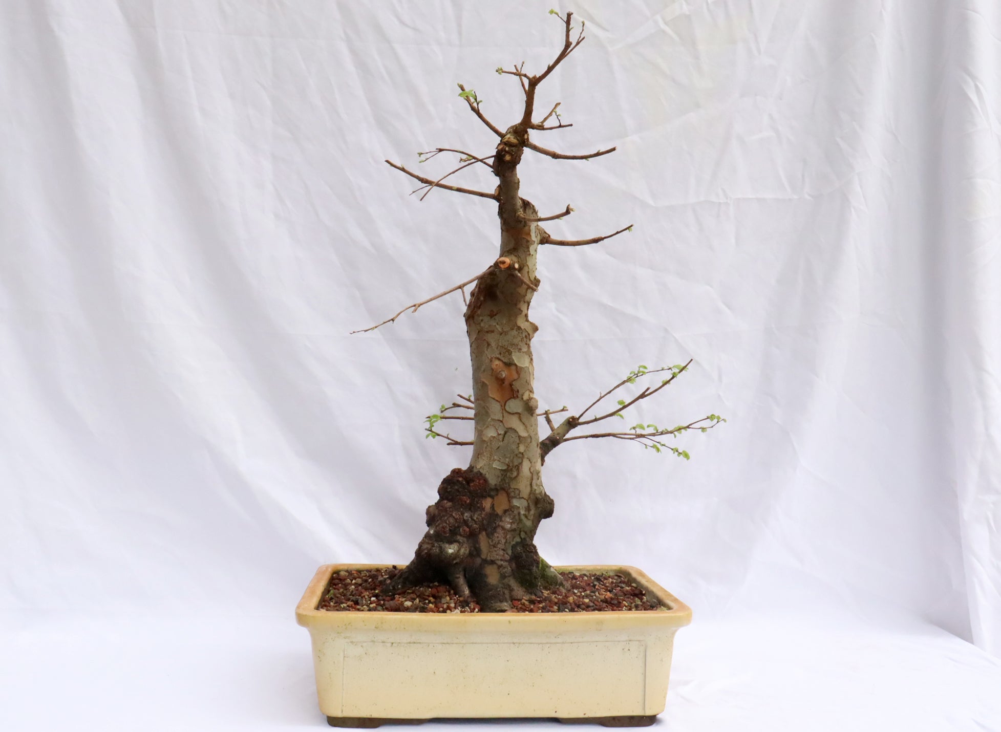 Large Chinese Elm Specimen Bonsai