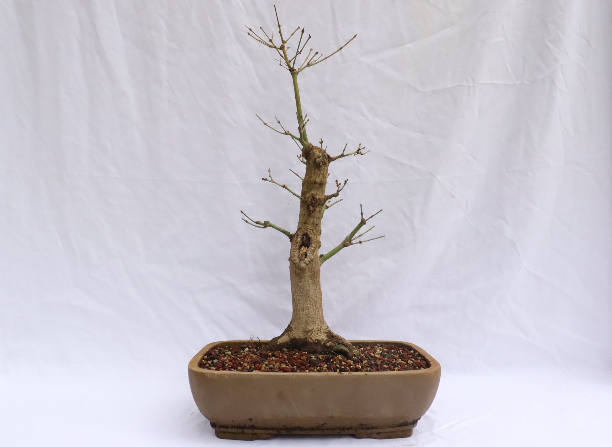 Large Japanese Maple Specimen Bonsai