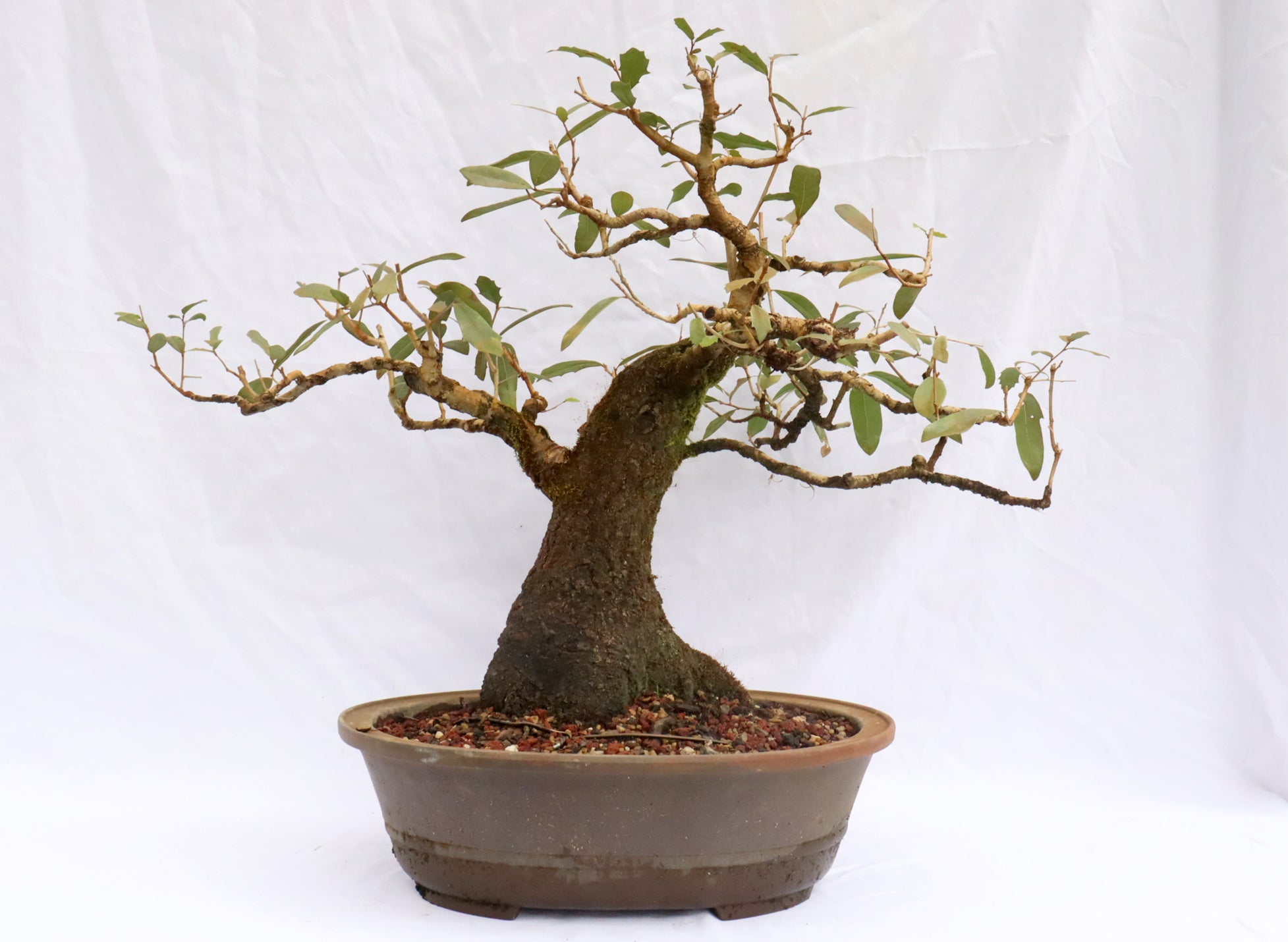 Live Oak Specimen Bonsai