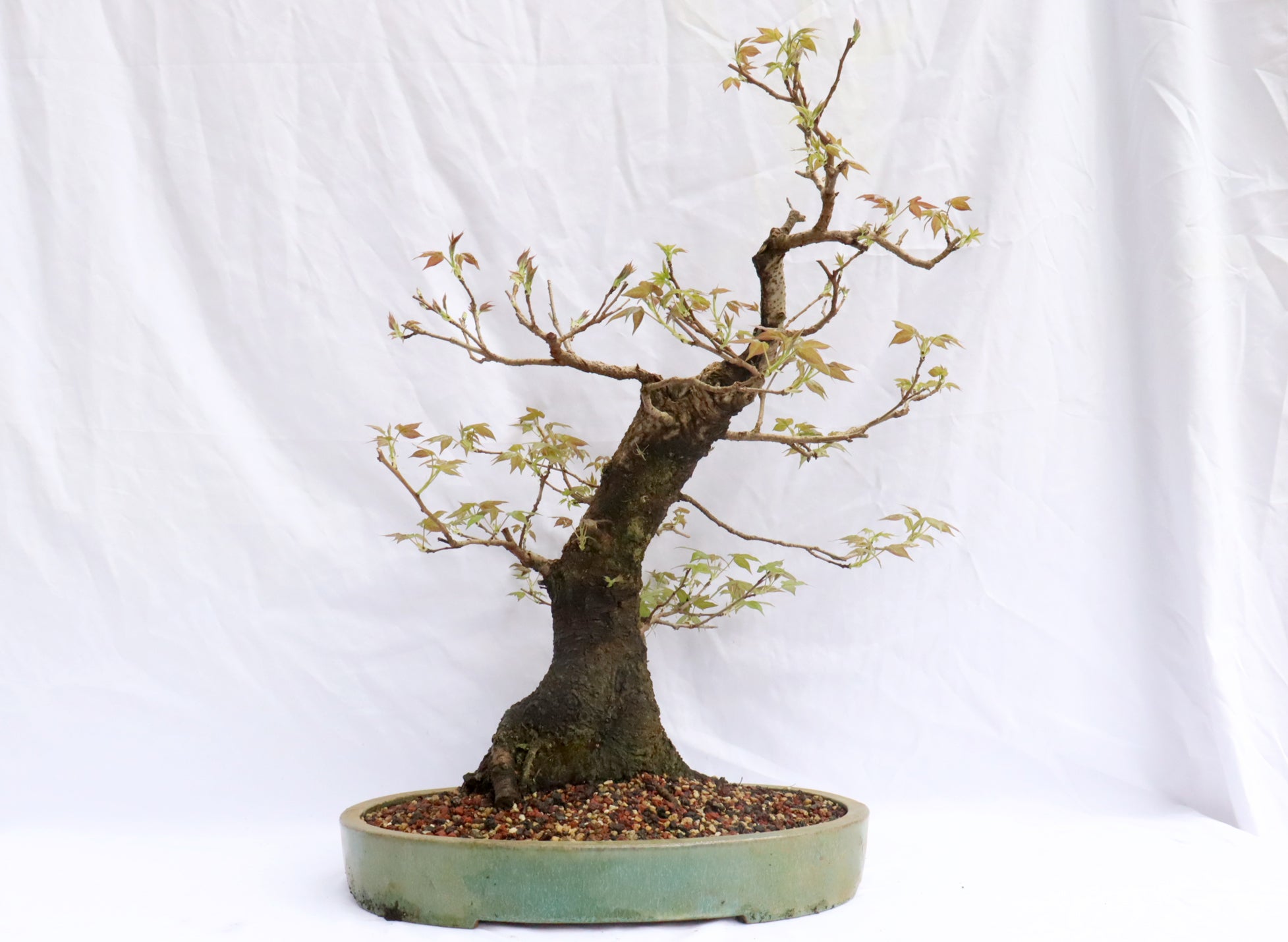 Large Sweetgum (Liquidambar) Specimen Bonsai