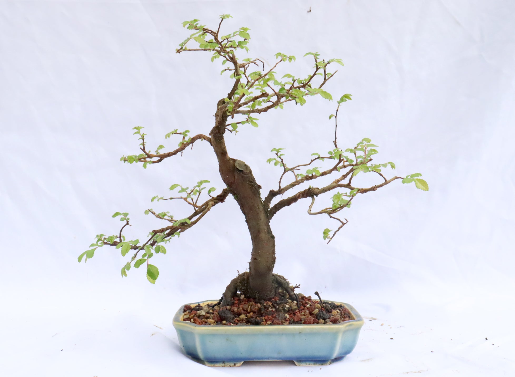 Catlin Chinese Elm Bonsai in a Glazed Yixing Container