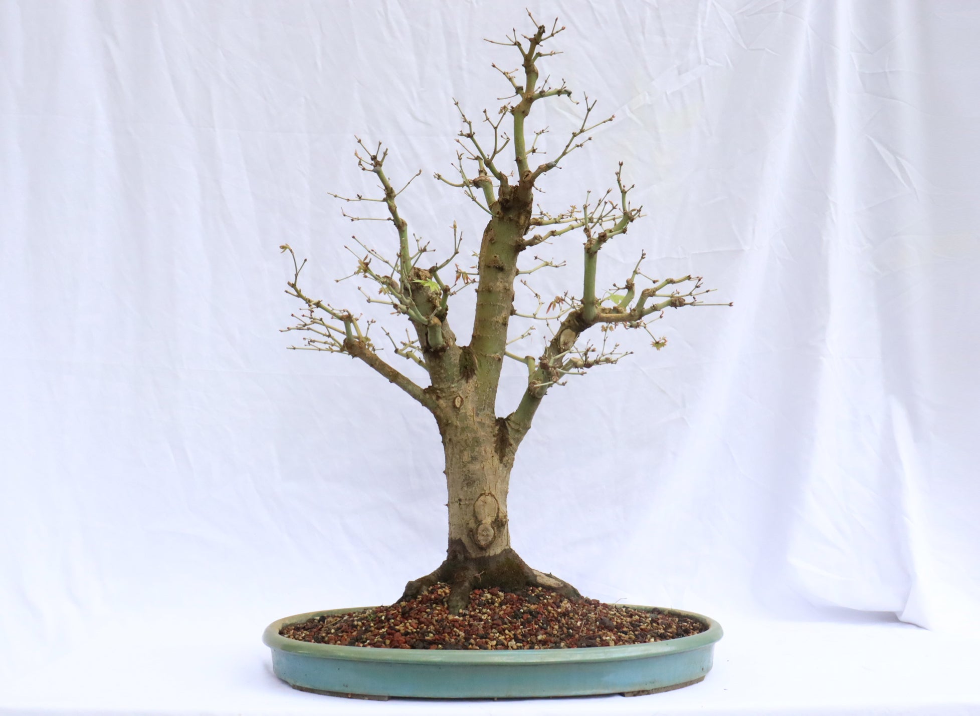 Large Japanese Maple Specimen Bonsai