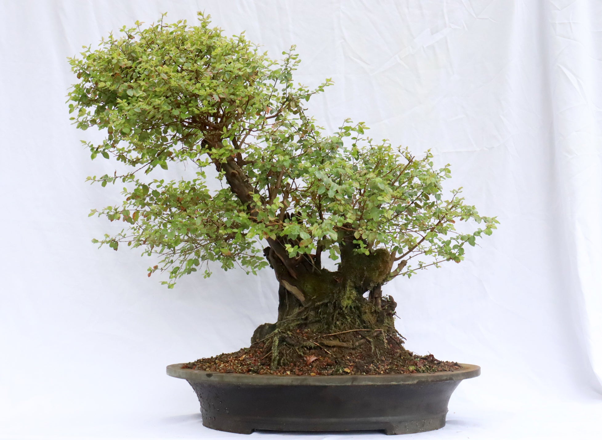 Large Sweetplum Specimen Bonsai