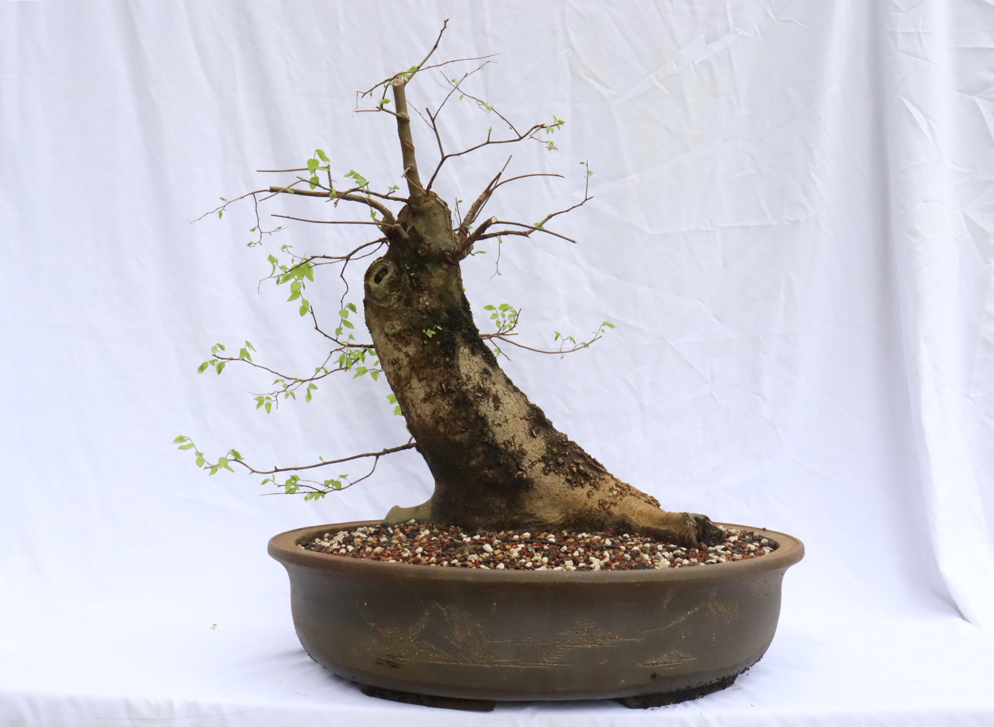 Large Hackberry Specimen Bonsai