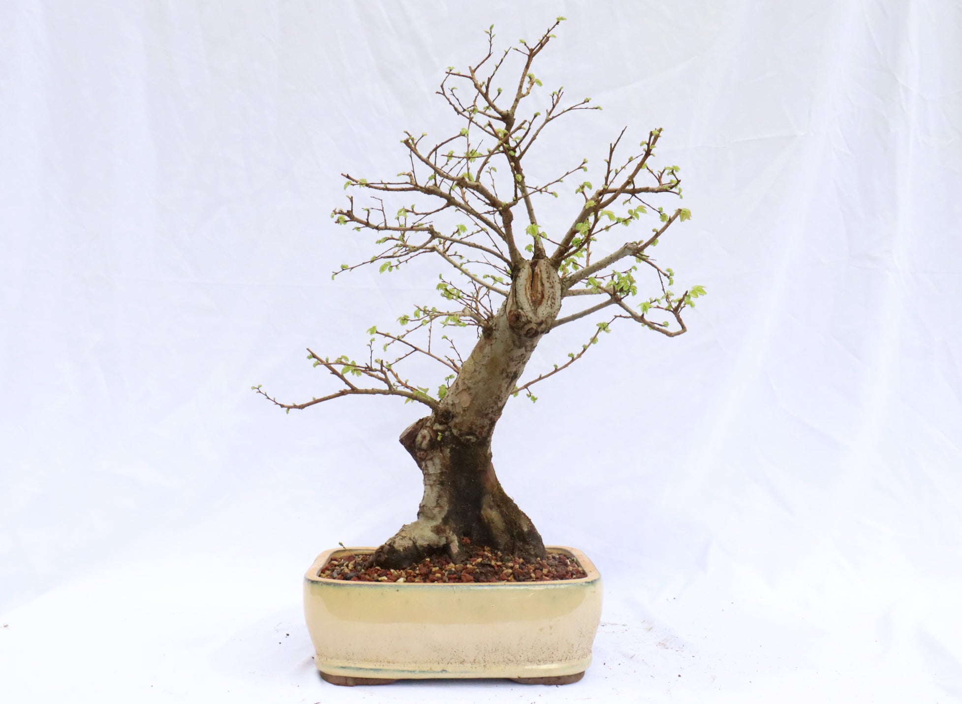 Chinese Elm Specimen Bonsai