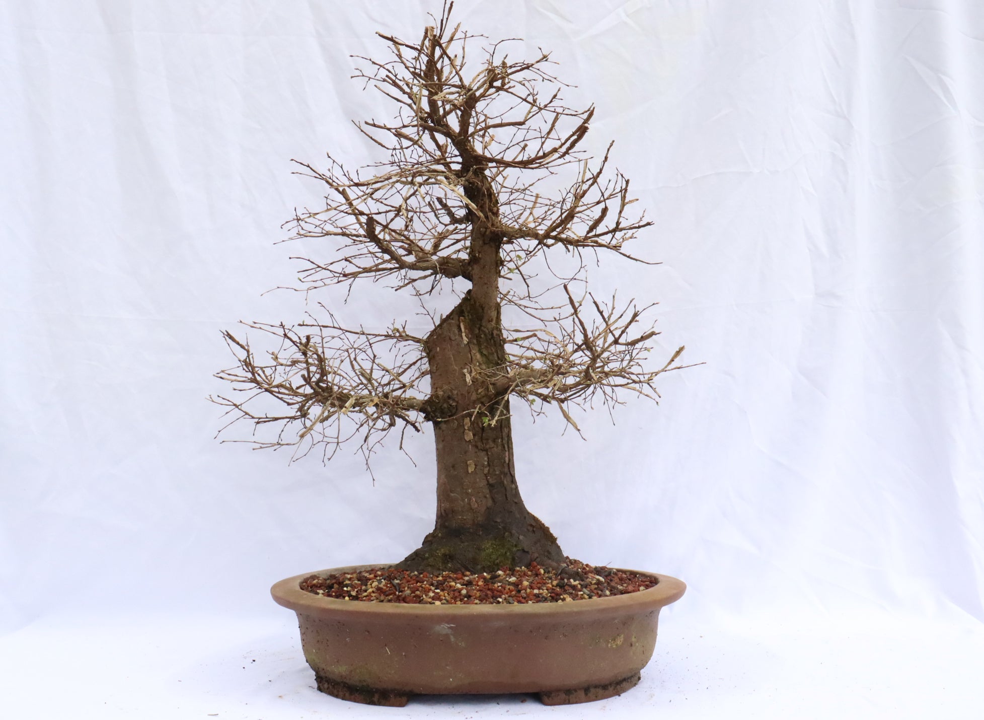 Winged Elm Specimen Bonsai