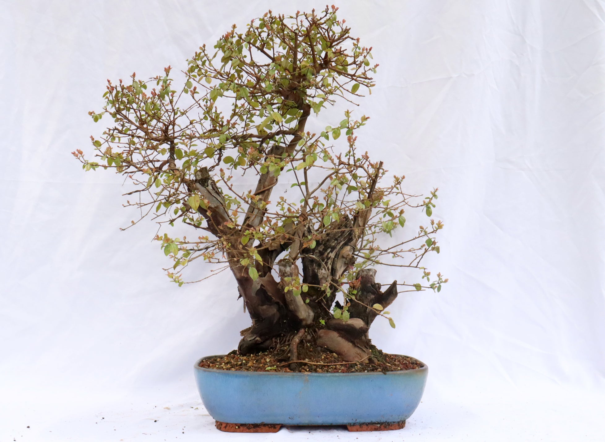 Sweetplum Specimen Bonsai