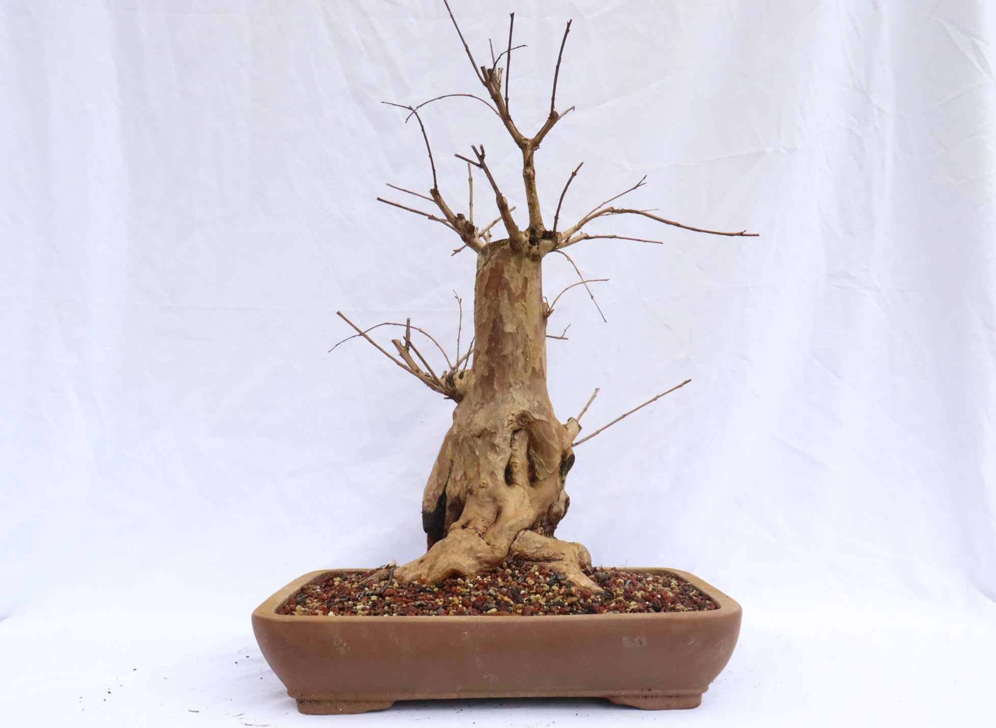 Crepe Myrtle Specimen Bonsai