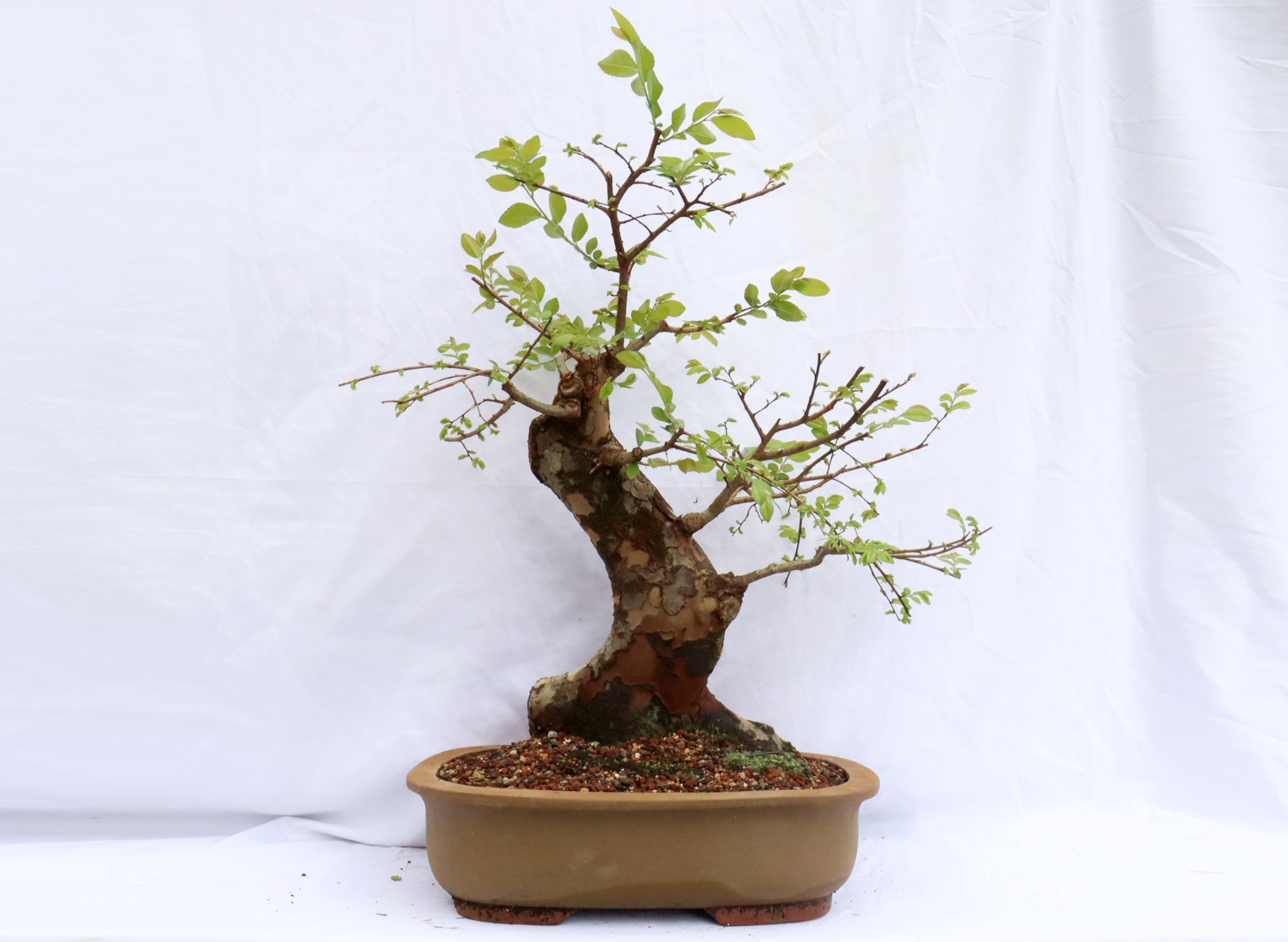 Chinese Elm Specimen Bonsai