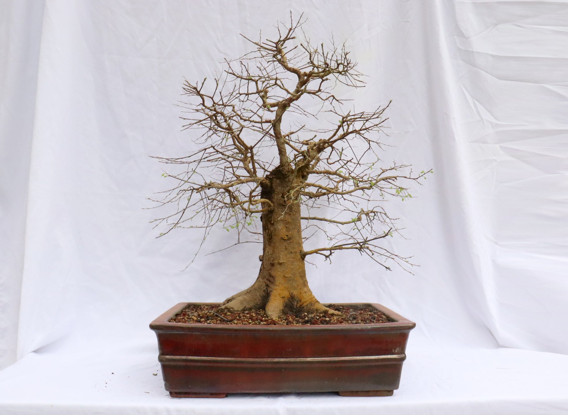 Large Hackberry Specimen Bonsai