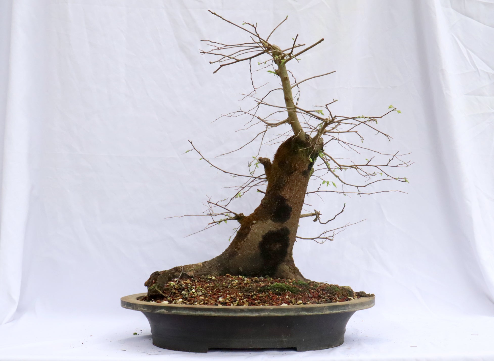 Large Hackberry Specimen Bonsai