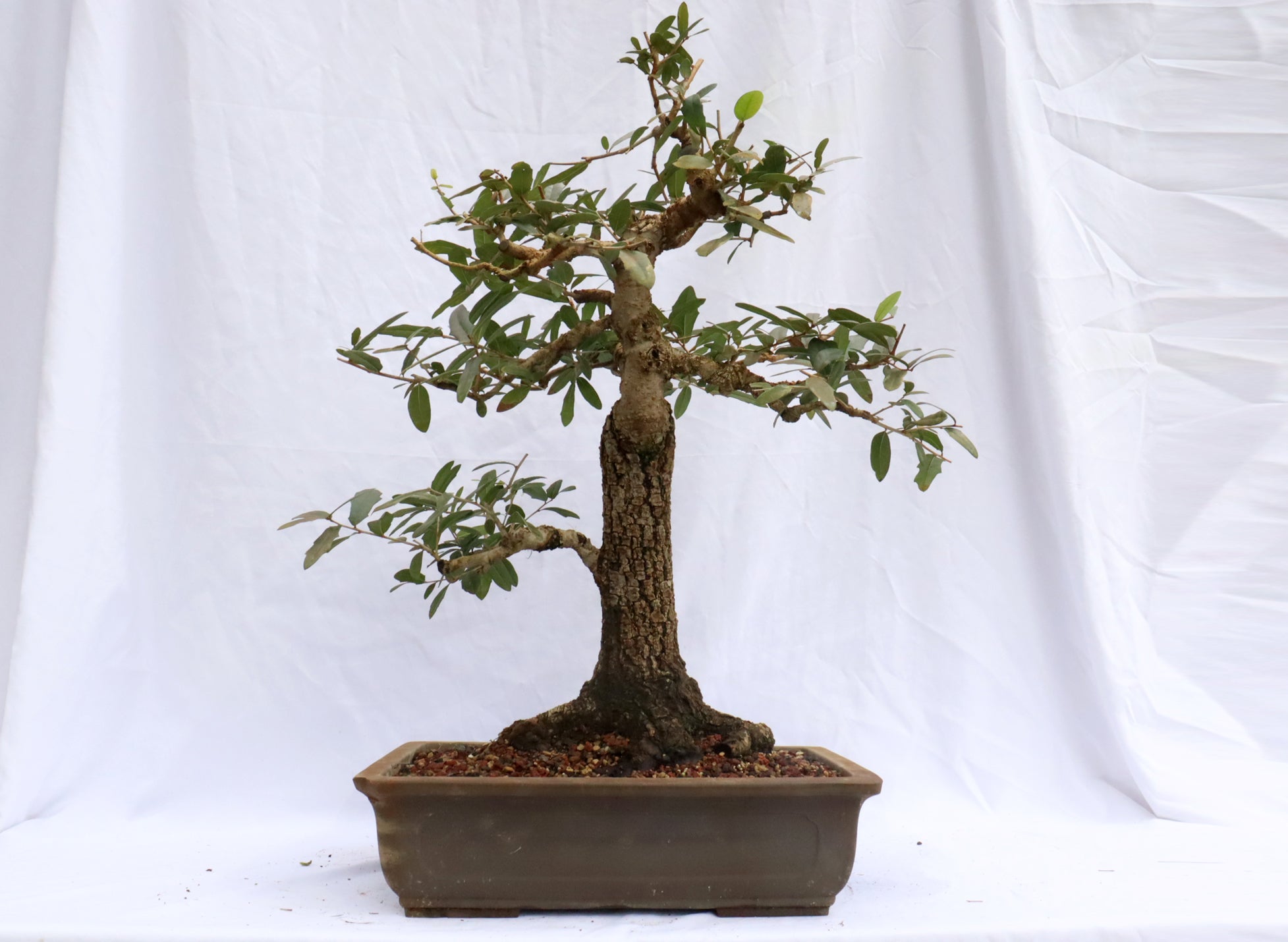 Southern Live Oak Specimen Bonsai