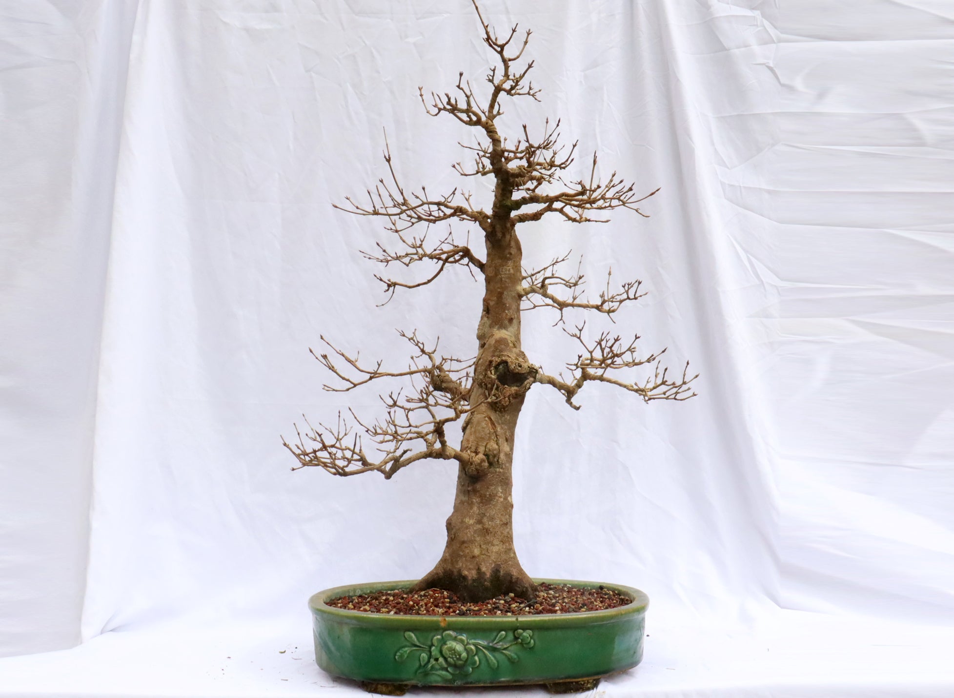 Large Trident Maple Specimen Bonsai