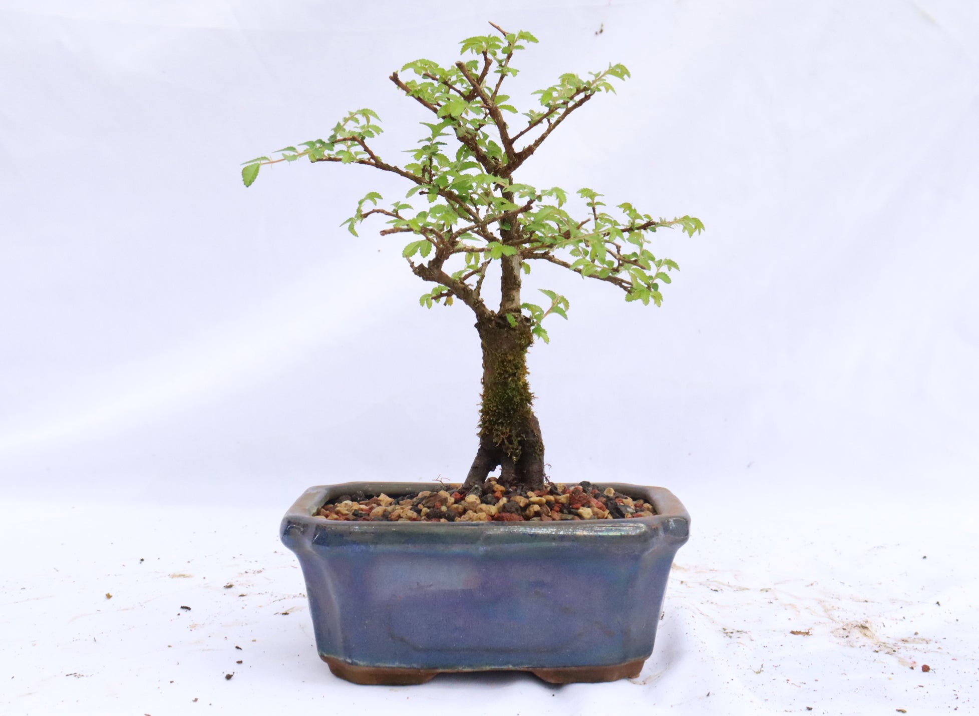 Catlin Chinese Elm Bonsai